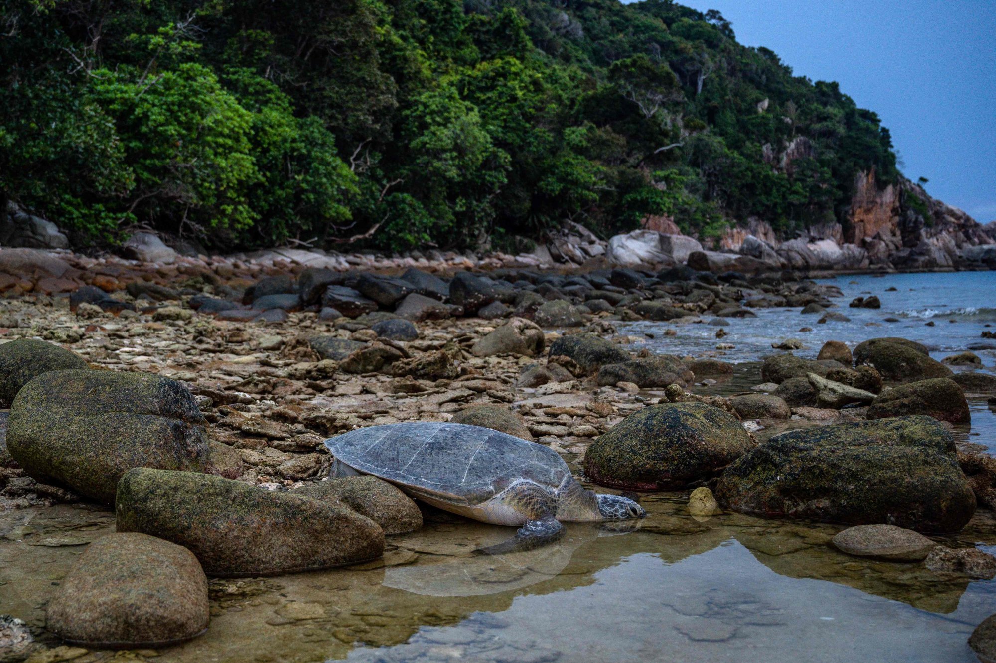 A sea turtle on the shore of a Malaysian turtle sanctuary. Environmentalists are worried about plans for the ‘Maharani Energy Gateway’ which will create three artificial islands for petrochemical plants and oil/gas storage. File photo: AFP