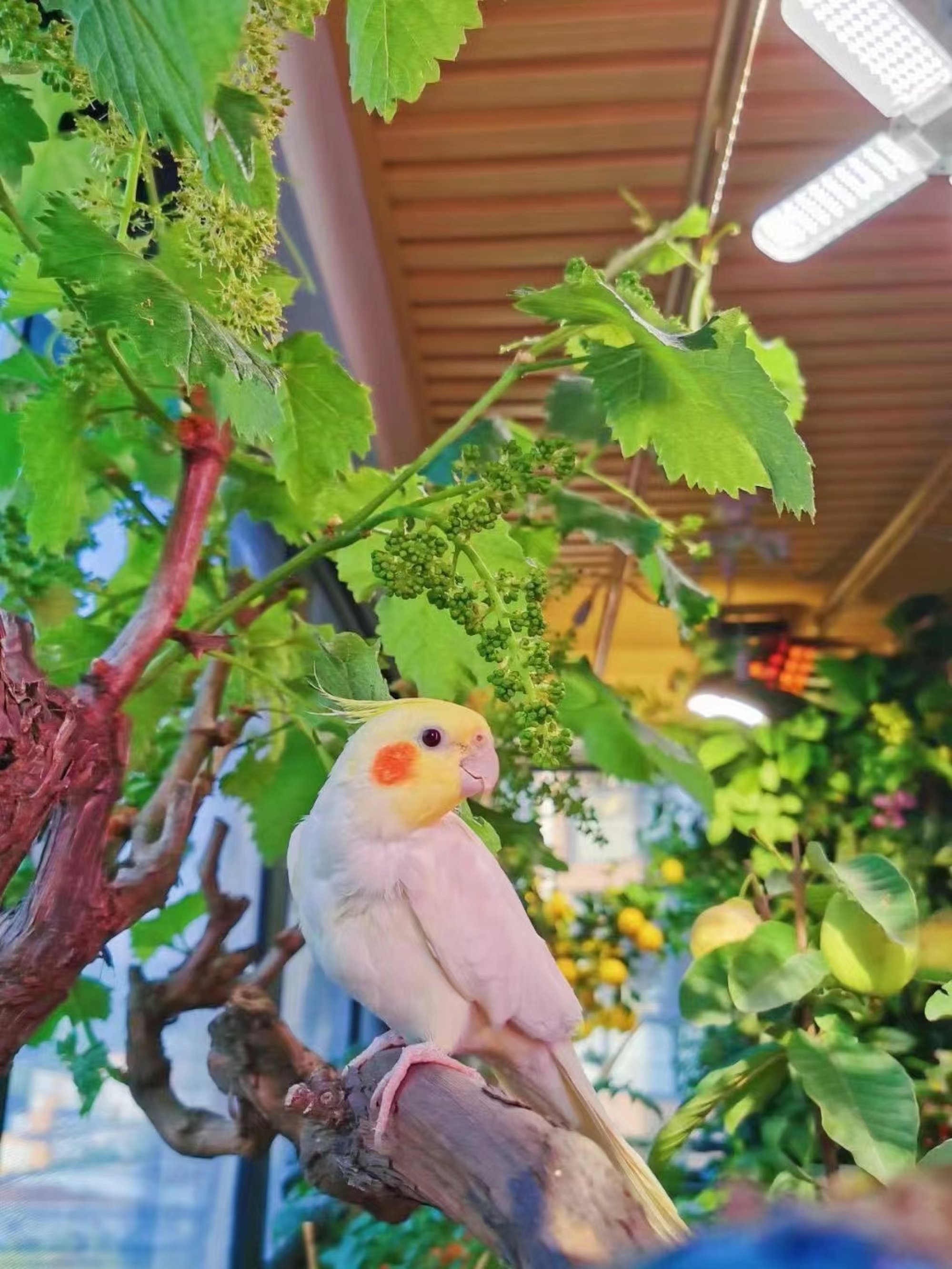 Zhong Liu’s balcony garden is even enjoyed by her feathery friend. Photo: Zhong Liu