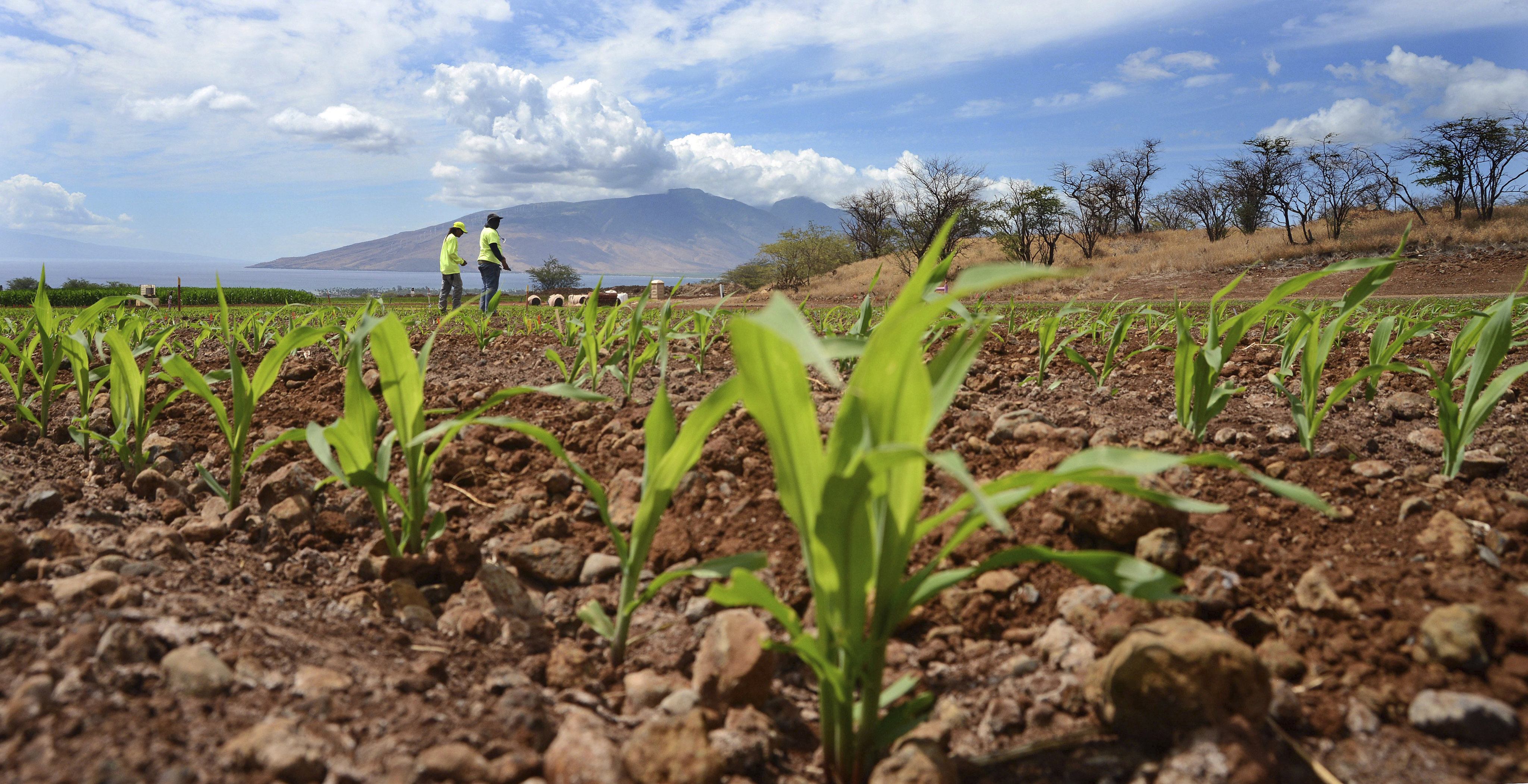 Investigators found one of Haitao Xiang’s electronic devices contained copies of the Nutrient Optimiser algorithm, part of an online farming platform developed by Monsanto and The Climate Corporation. Photo: The Maui News via AP