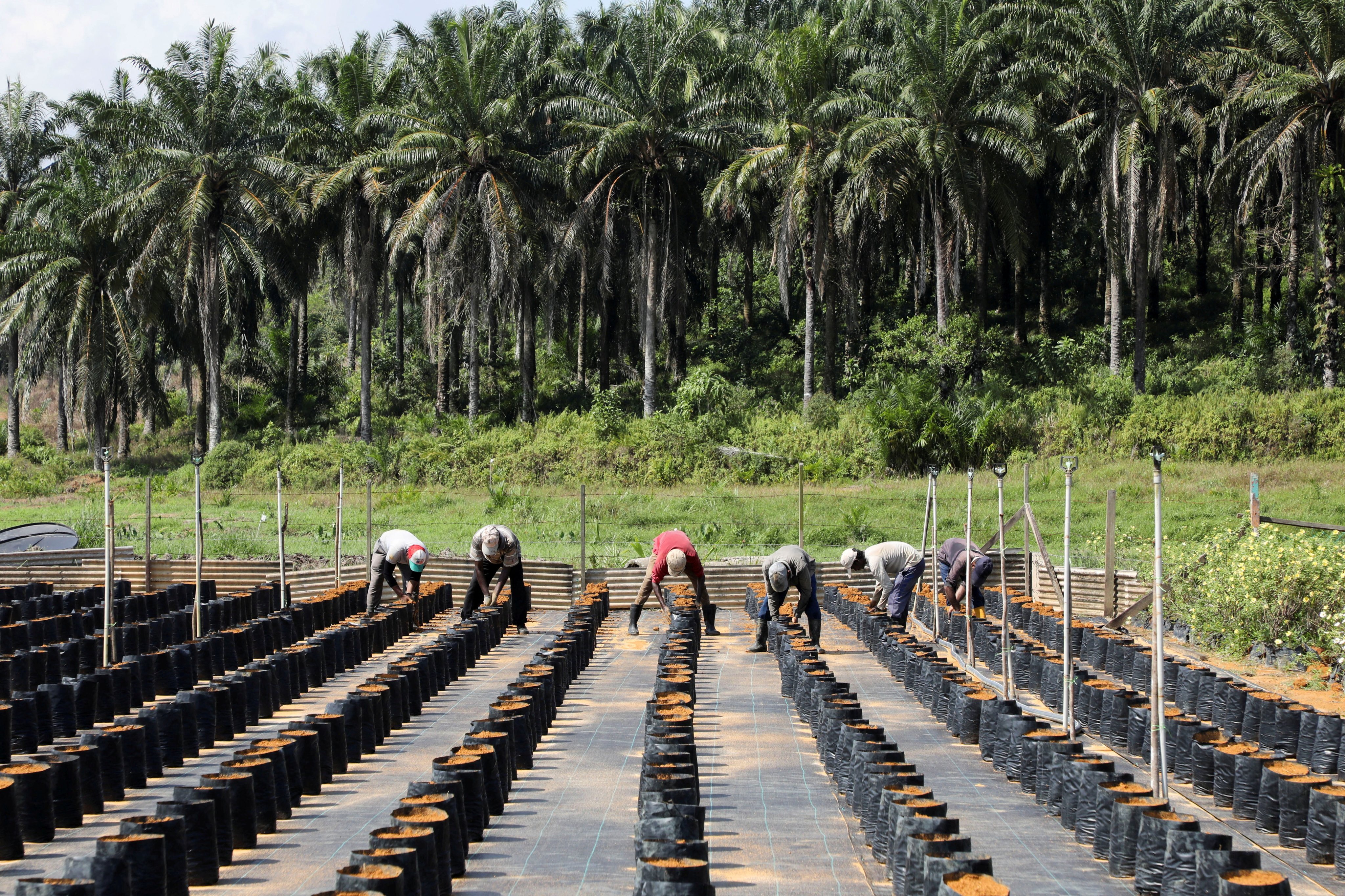 Workers plant oil palm seeds at a plantation in Slim River, Malaysia. File photo: Reuters