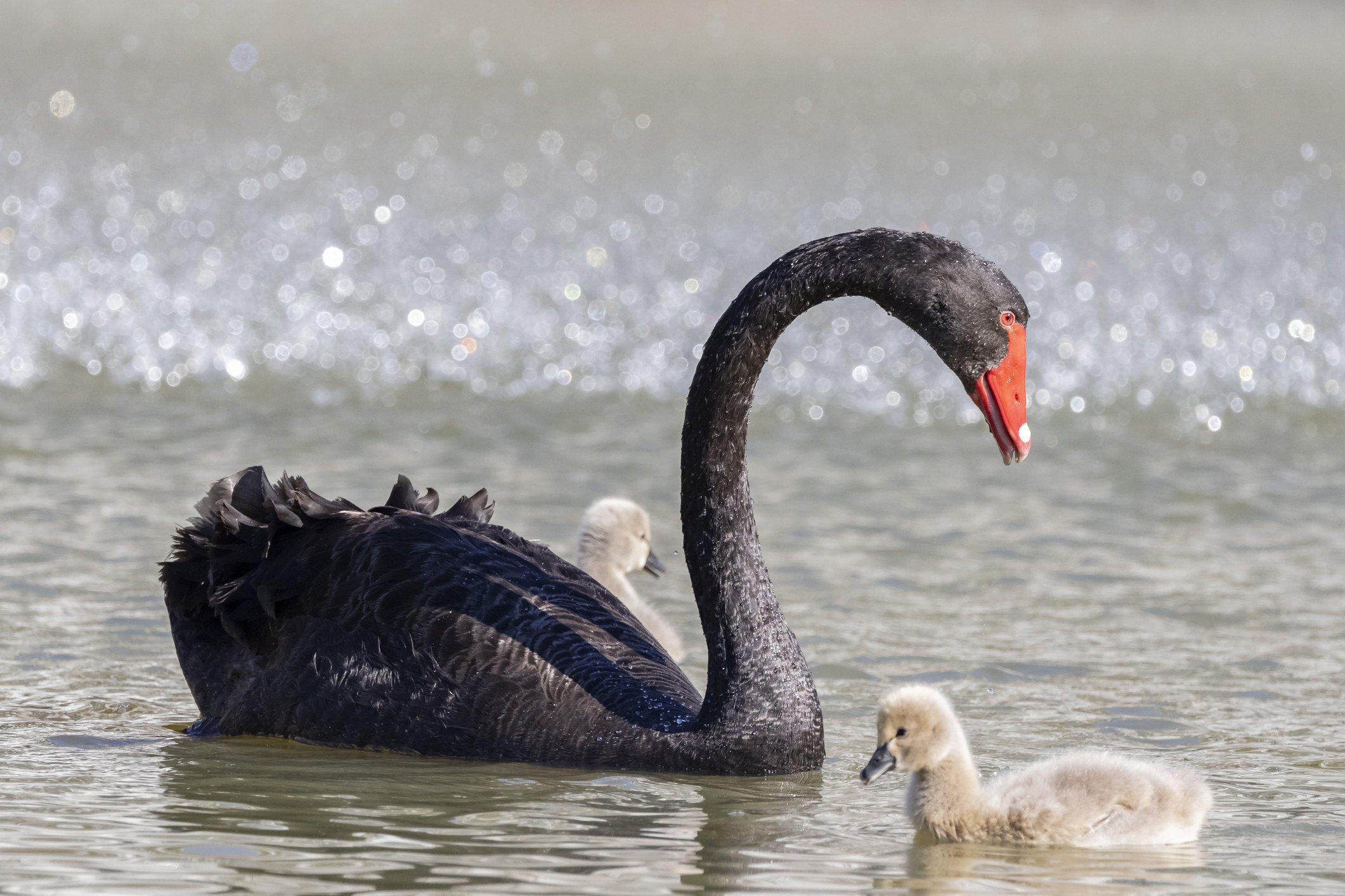 Black swan the Black swan