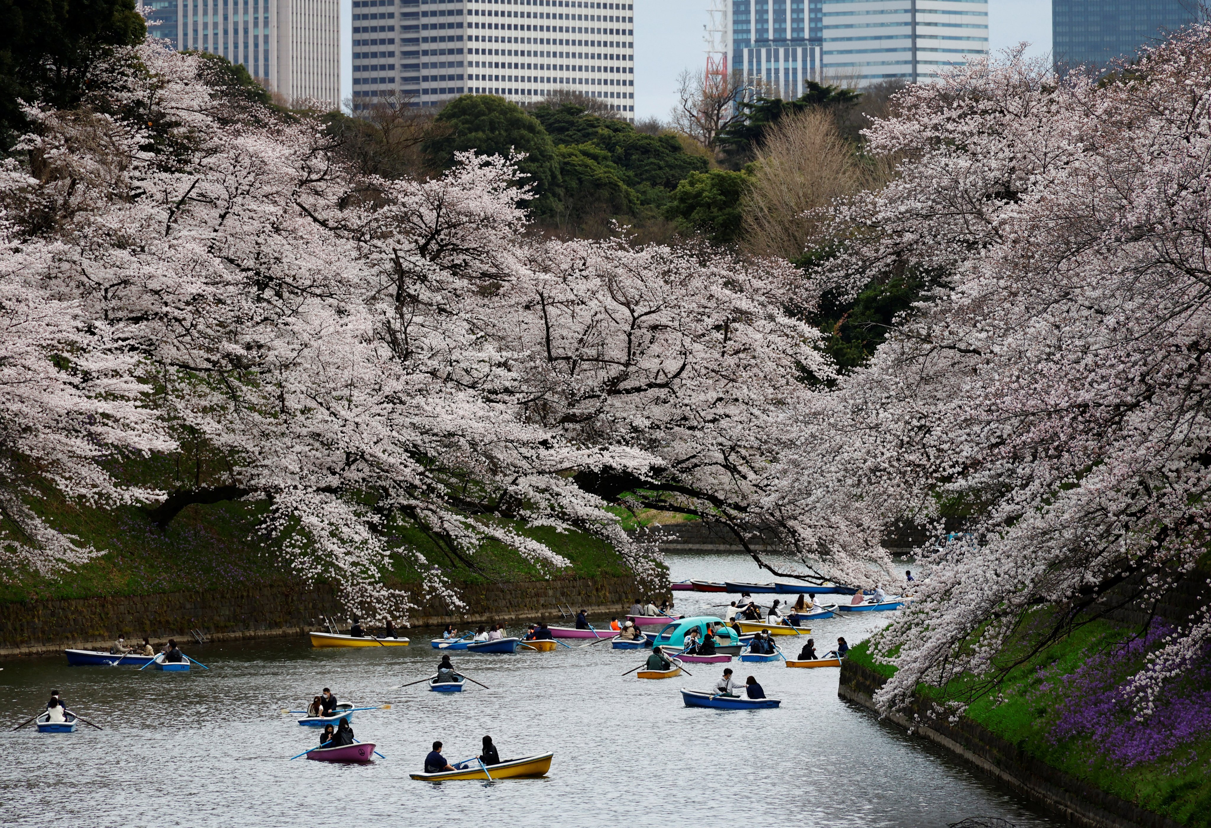 Visitors ride boats next to blooming cherry blossoms at Chidorigafuchi Park in Tokyo, Japan, on March 27. Photo: Reuters