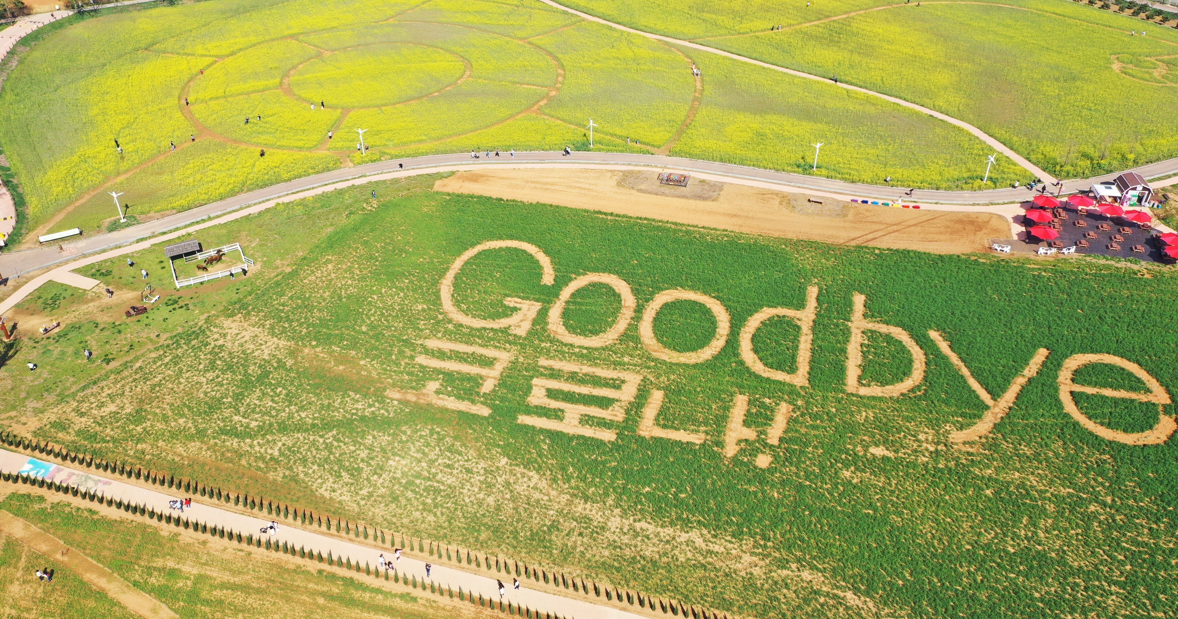 The phrase “Goodbye coronavirus!” is written in a rye paddy in Anseong, South Korea. The message celebrates the country’s lifting of most Covid-19 social distancing rules. Photo: EPA-EFE/Yonhap 