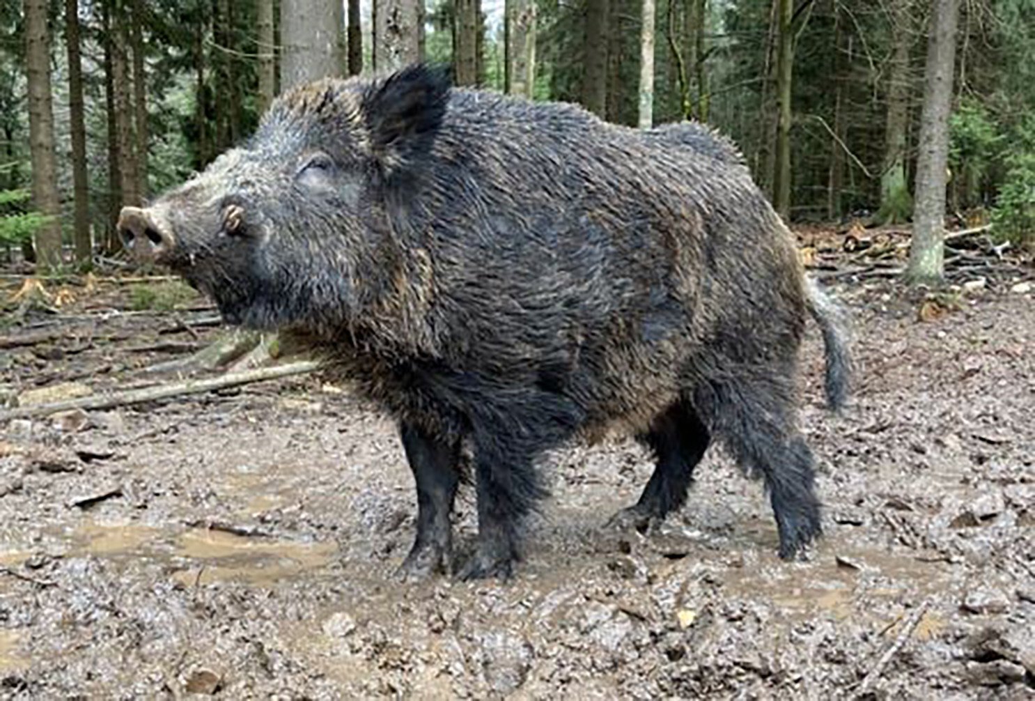 German wildlife park gives pig named after Russian leader Vladimir Putin  new name - YP | South China Morning Post