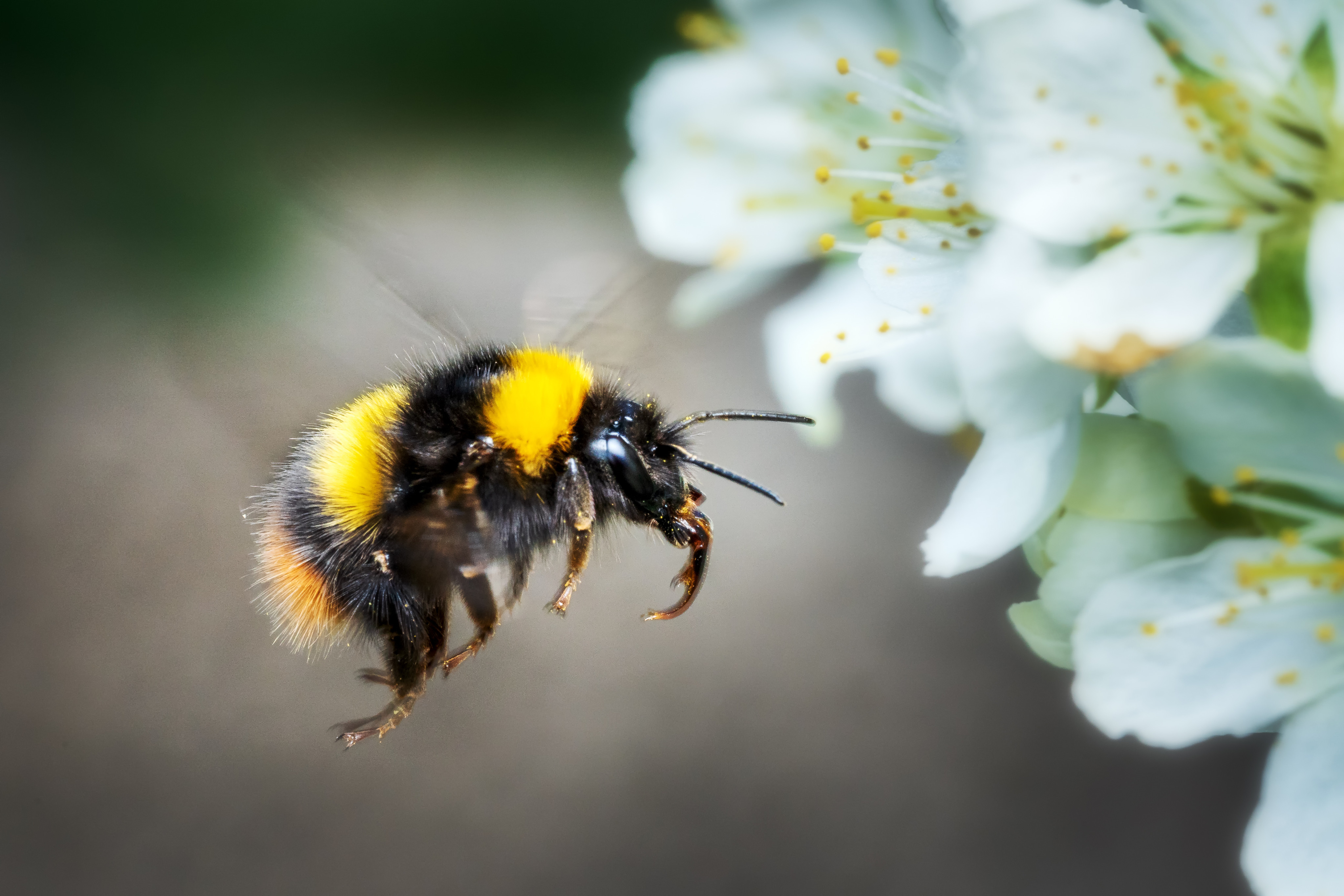 Bumble bees and climate change
