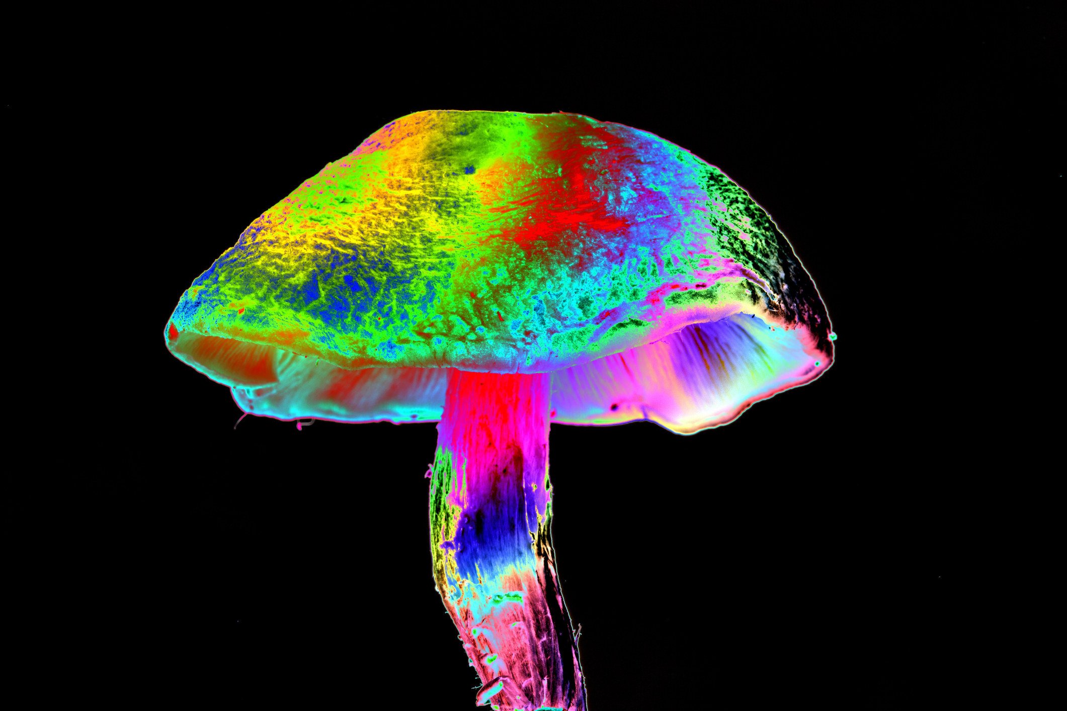 Hermès is experimenting with one very magic mushroom