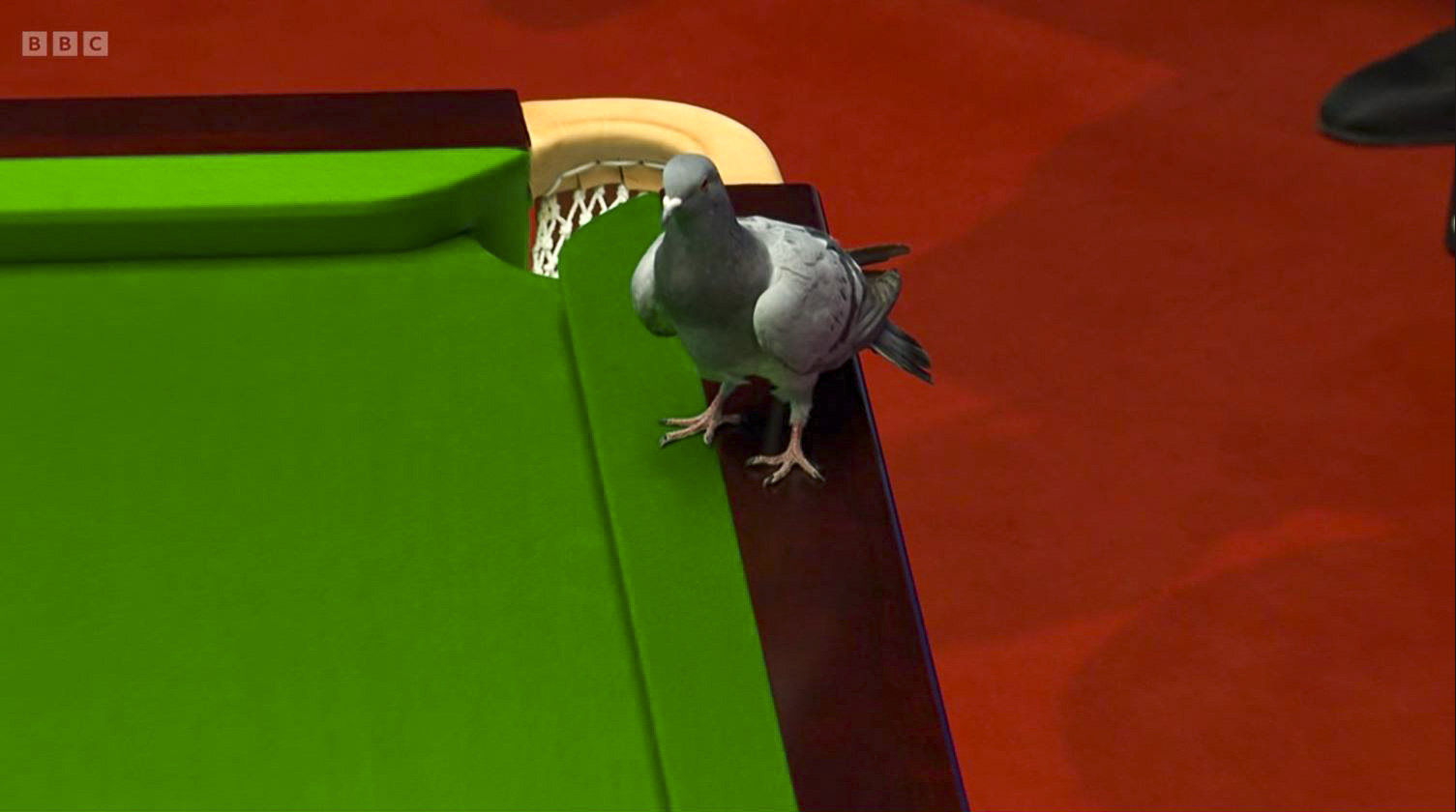 The pigeon caused a stir at the Crucible when it landed on the match table. Photo: BBC Sport