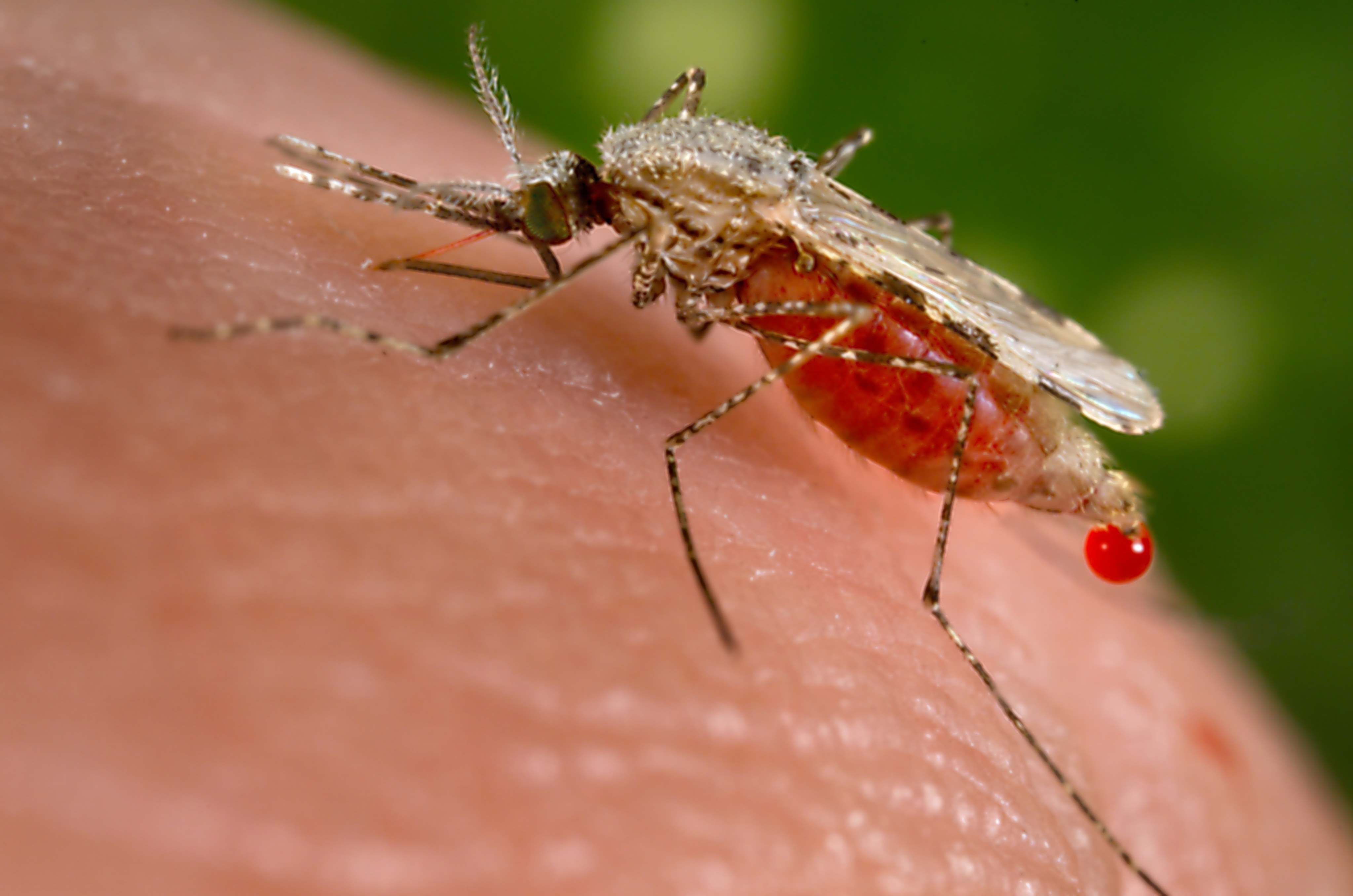 A mosquito feeds on a human host. The insect’s role in spreading the parasite that causes malaria was discovered in the 19th century. The disease had been so named because it was thought to be a miasma. Photo: Smith Collection/Gado/Getty Images