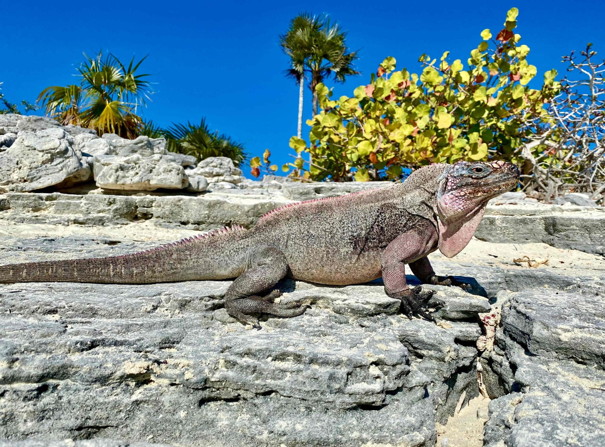 Iguanas từ các hòn đảo mà khách du lịch đến thăm có lượng đường trong máu cao hơn và mất nhiều thời gian hơn để ổn định sau khi xét nghiệm đường huyết.  Ảnh: Erin Lewis / Công ty các nhà sinh học / AFP