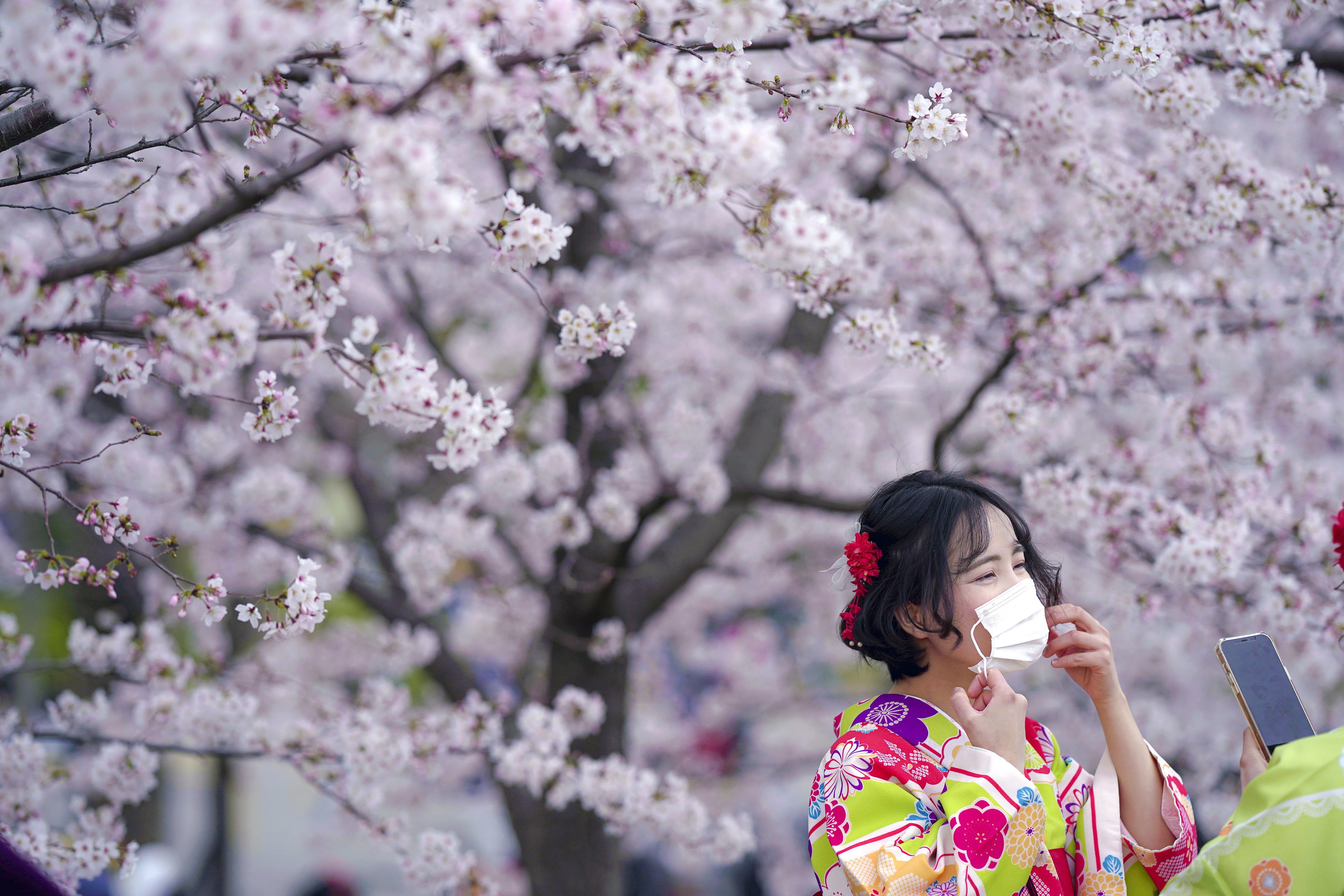 The early arrival of the cherry blossom season to Japan struck an optimistic chord as the country slowly reopens to foreign travellers. Photo: AP Photo
