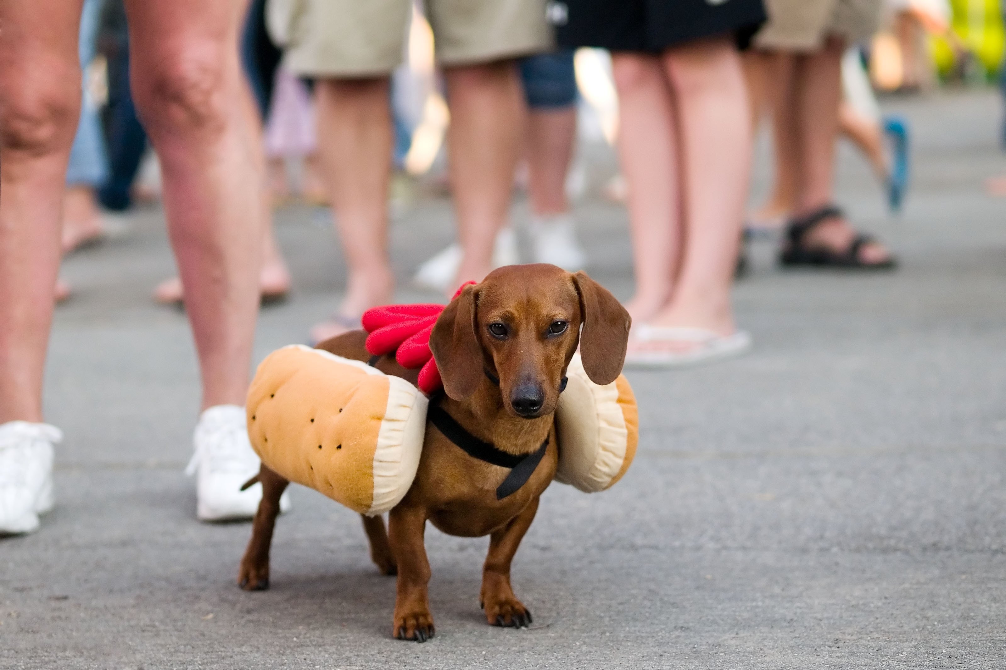 Is a hot dog a sandwich? The debate continues. Photo: Getty Images