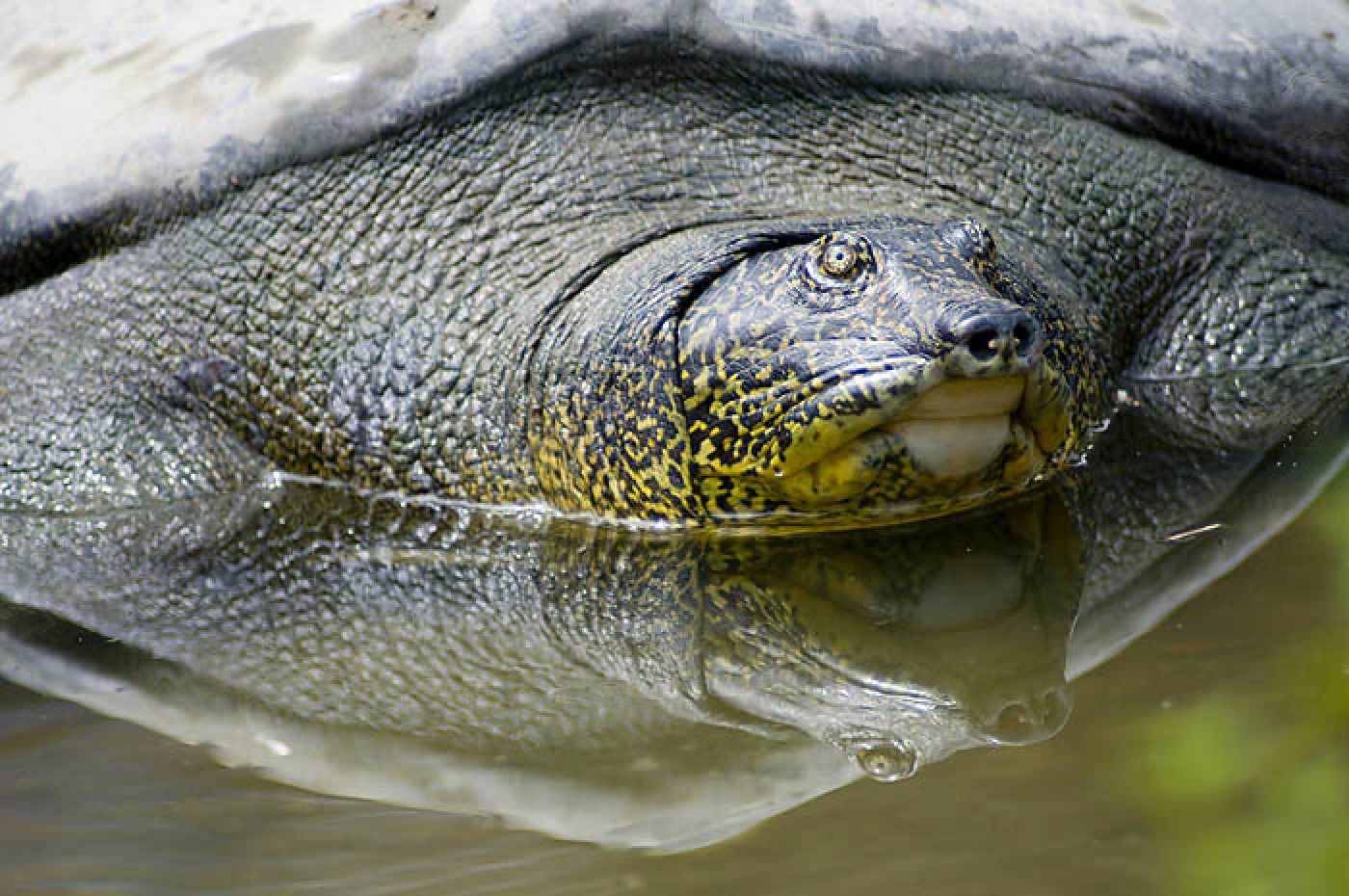 Biodiversity action urged as over a fifth of world’s reptile species ...