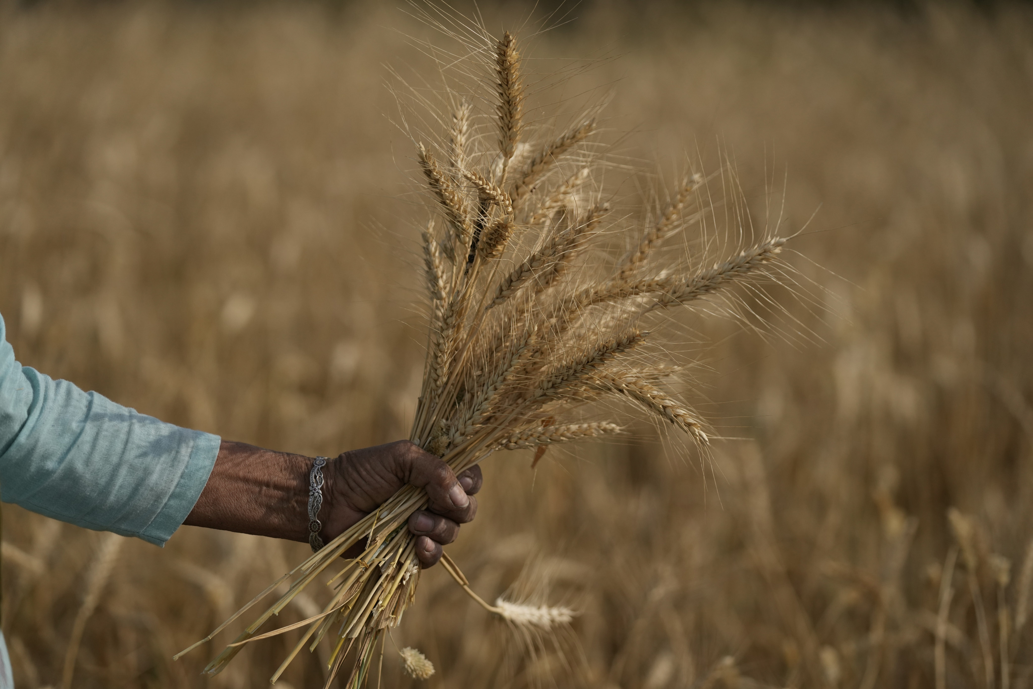 A woman harvests wheat on the outskirts of Jammu, India on Thursday. Photo: AP