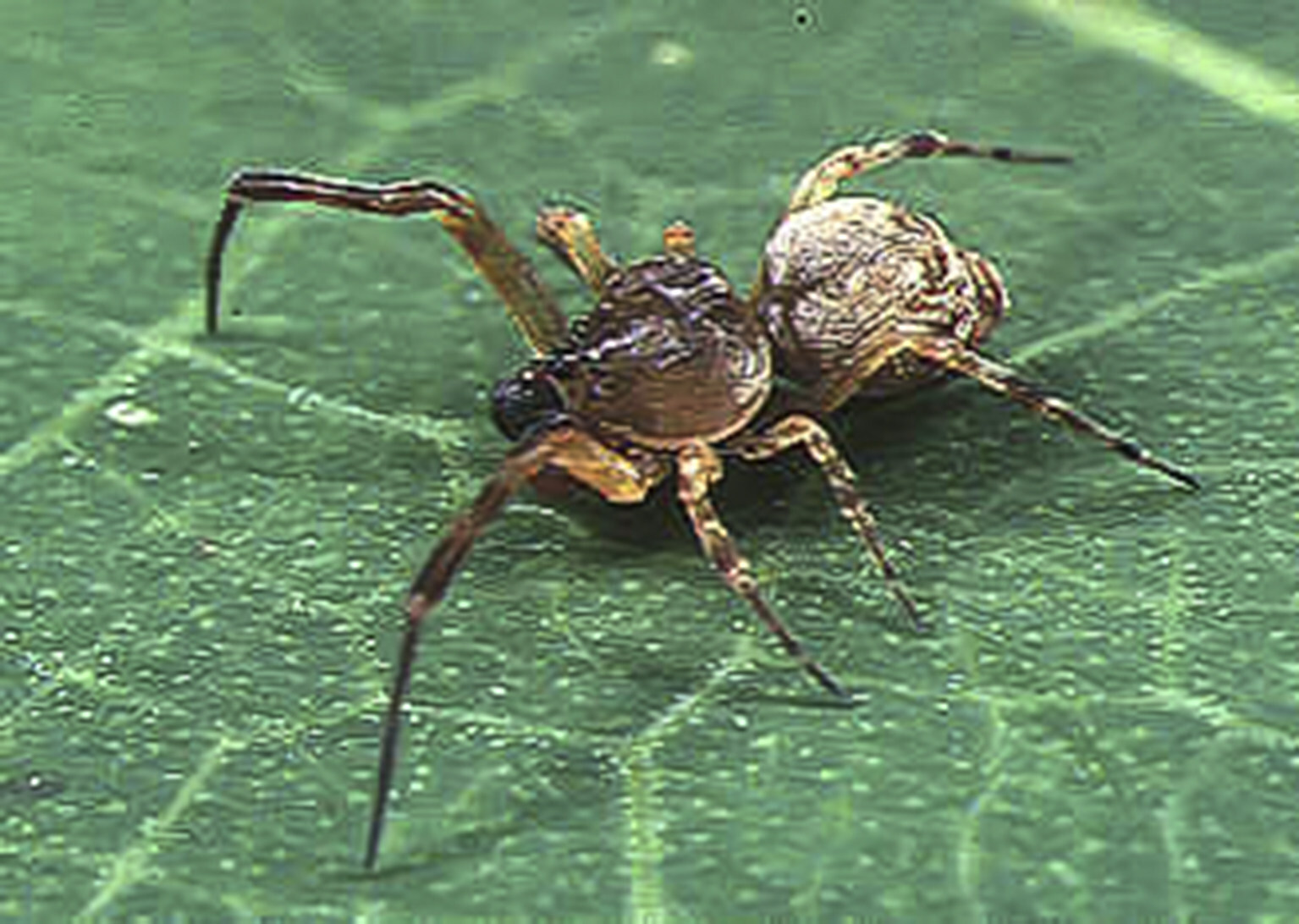 These spiders 'catapult' themselves to avoid getting eaten after