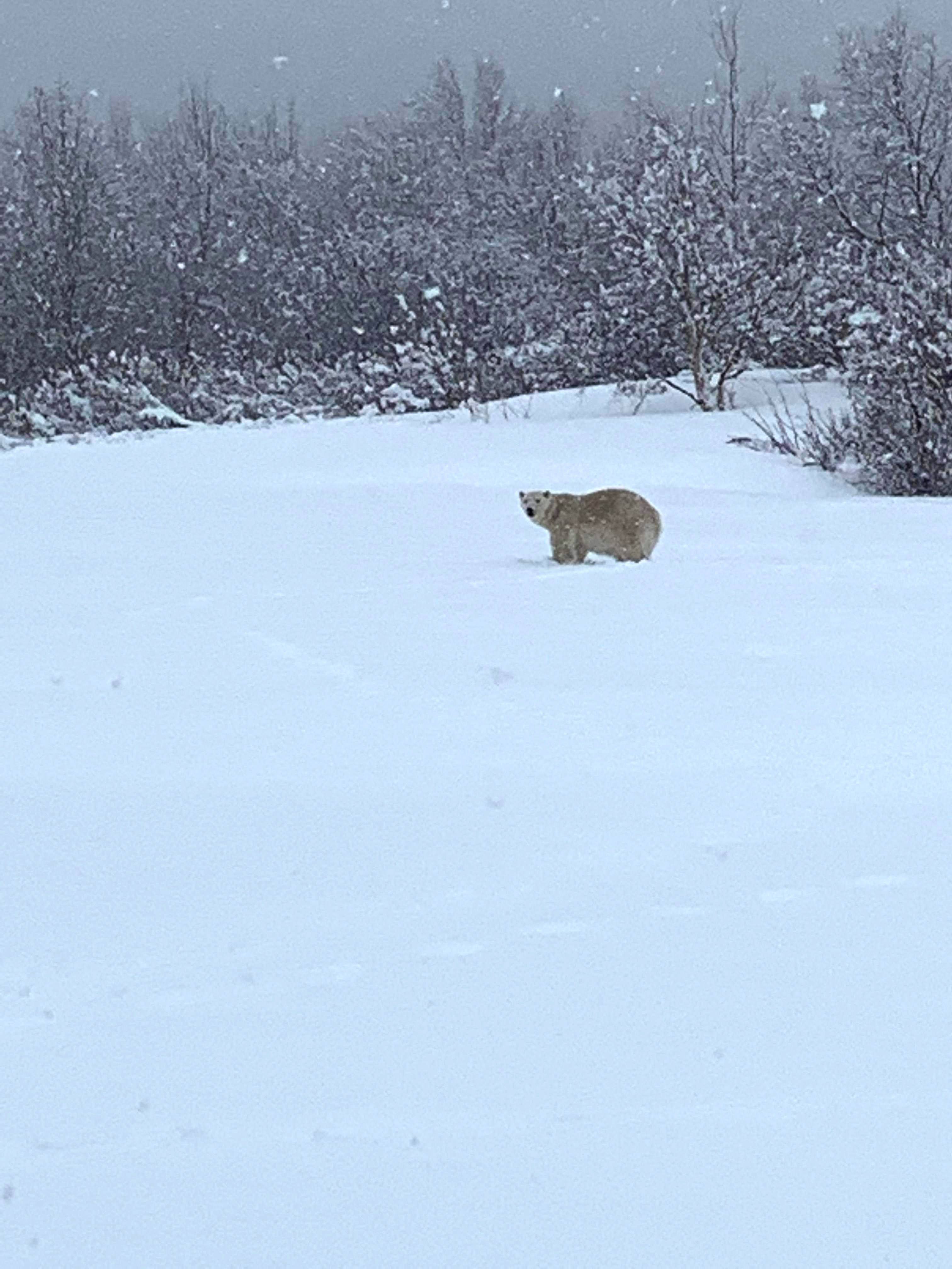 A polar bear roams a field in Madeline-Centre, Quebec, Canada on April 30. Photo: Sophie Bonneville / AFP