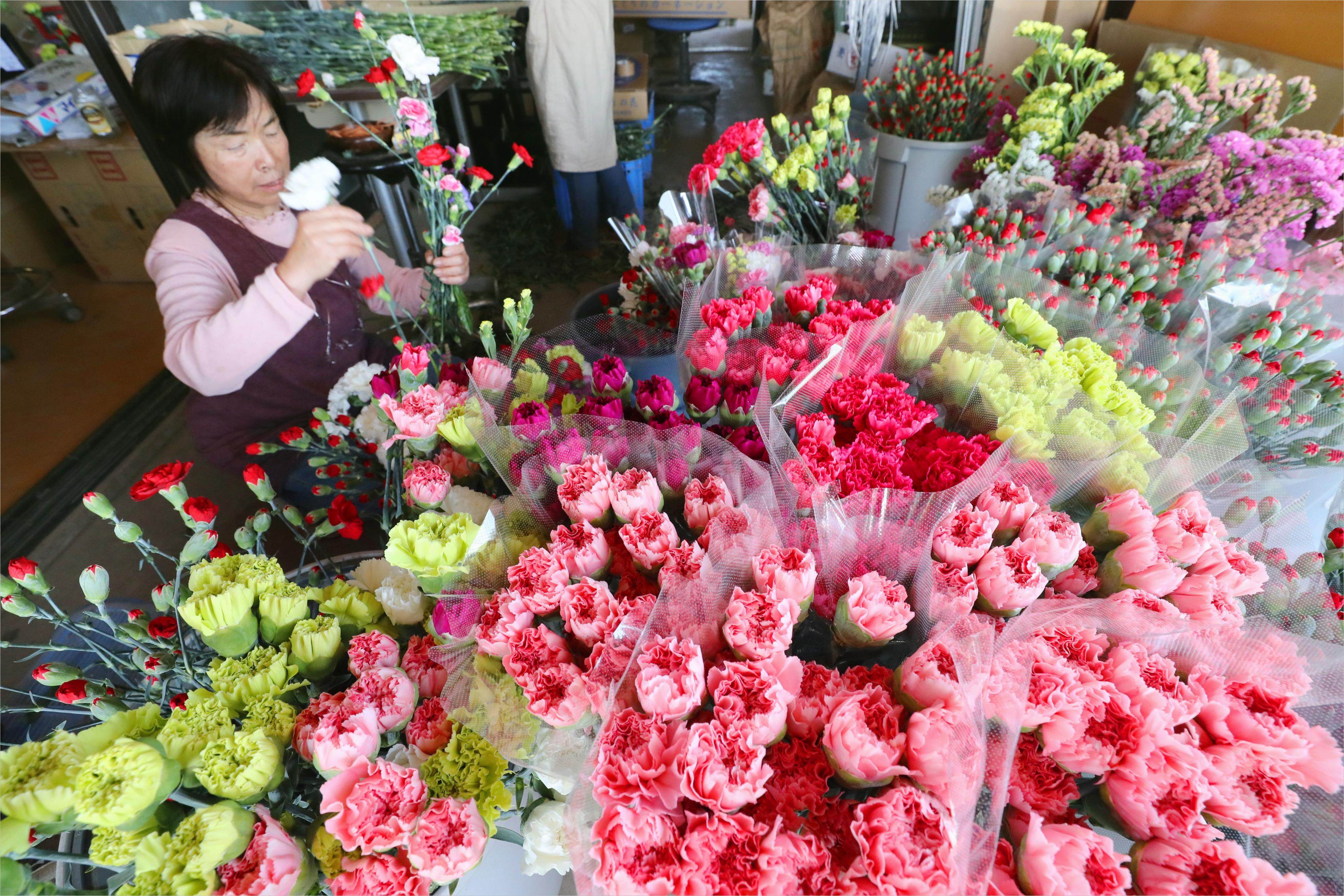 Carnations are prepared for shipment in the northeastern Japanese city of Natori ahead of Mother’s Day in 2017. Photo: Getty Images