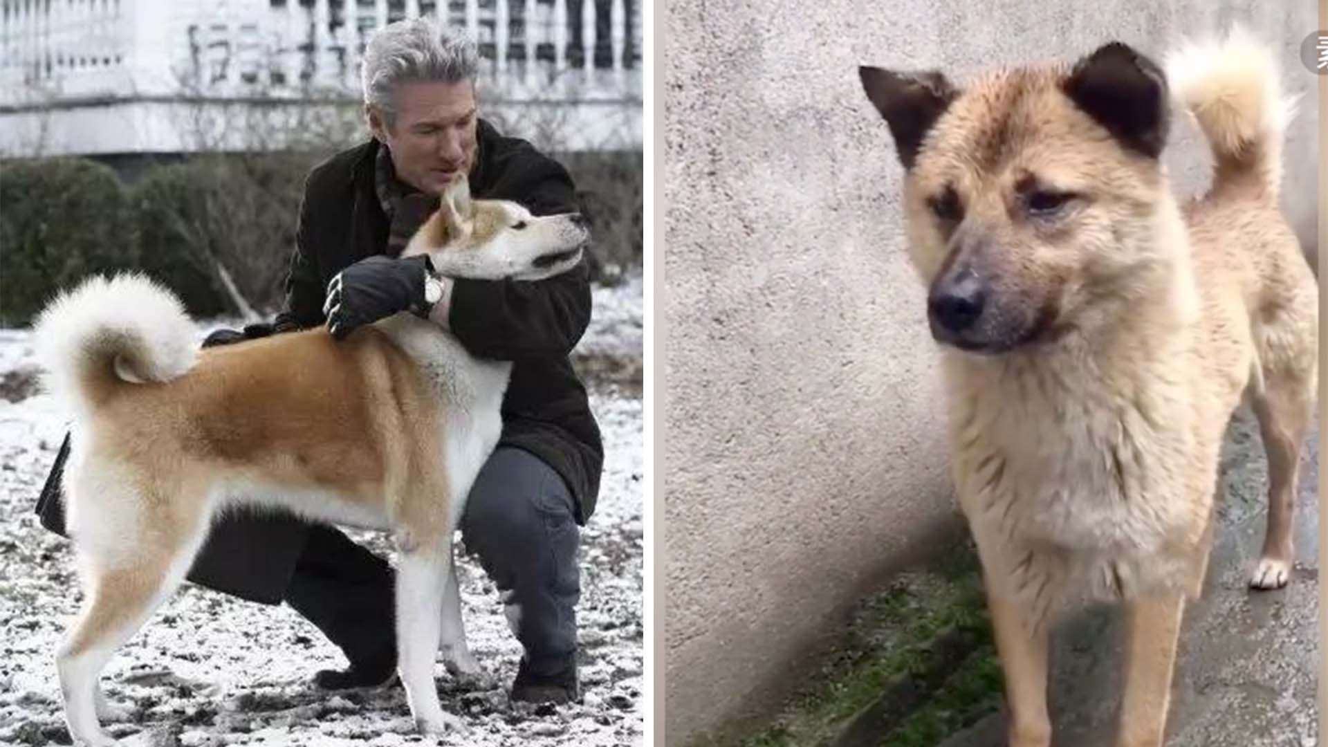 a dog that looks exactly like richard gere