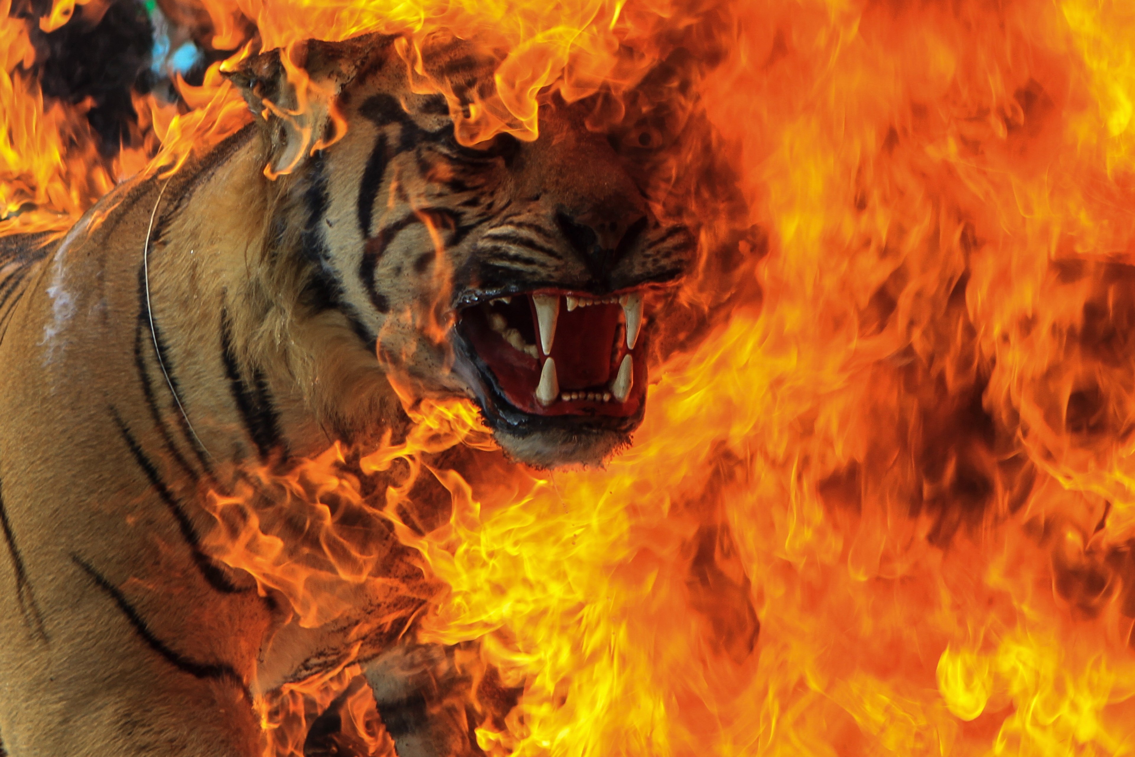 Indonesian authorities burn illegal tiger skins in March 2022. Photo: Hafidz Trijatnika