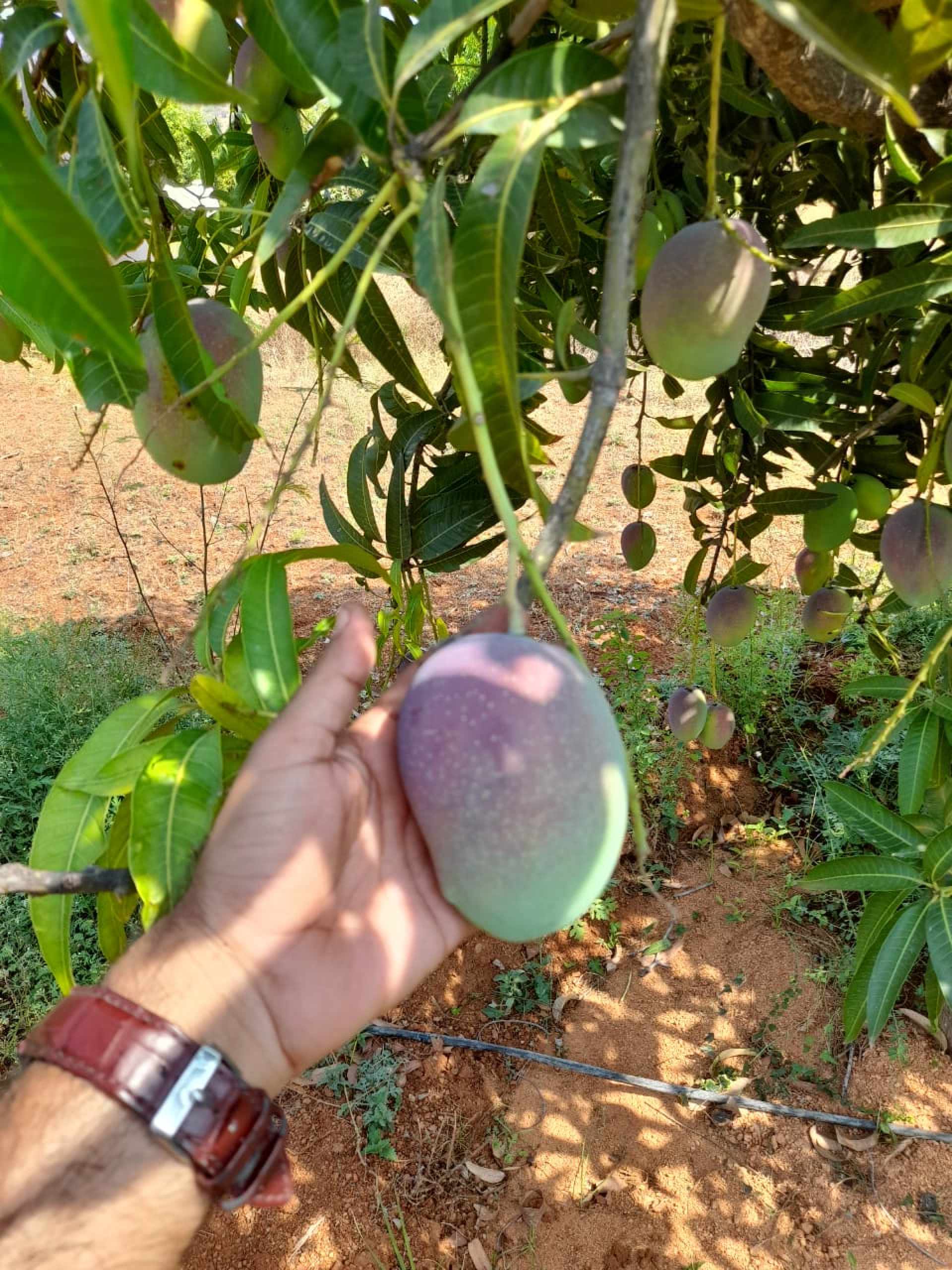 It takes two to mango climate change, higher costs threaten India’s