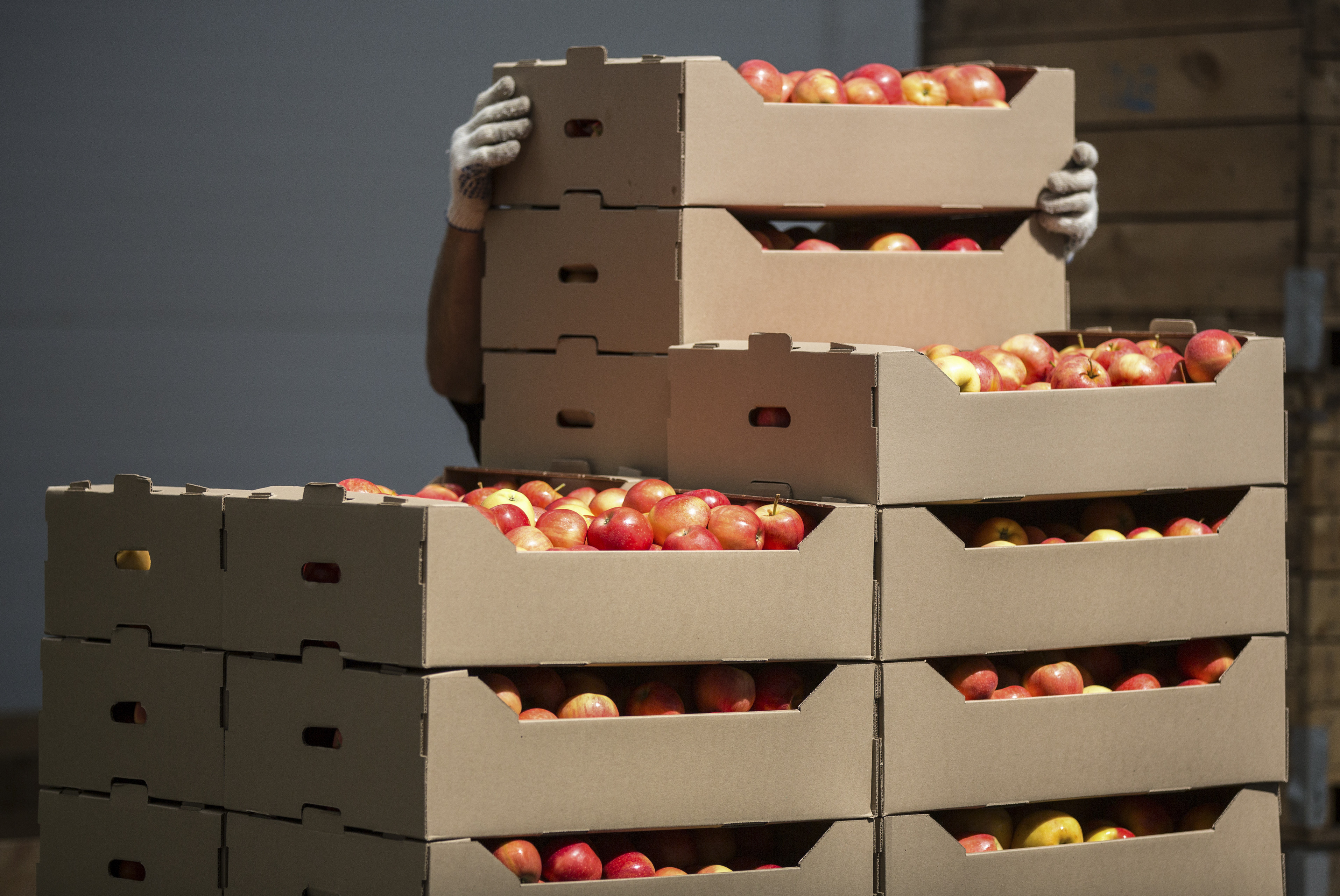 Apples were said to have been brought into Indonesia by Dutch colonisers in 1930. File photo: Bloomberg