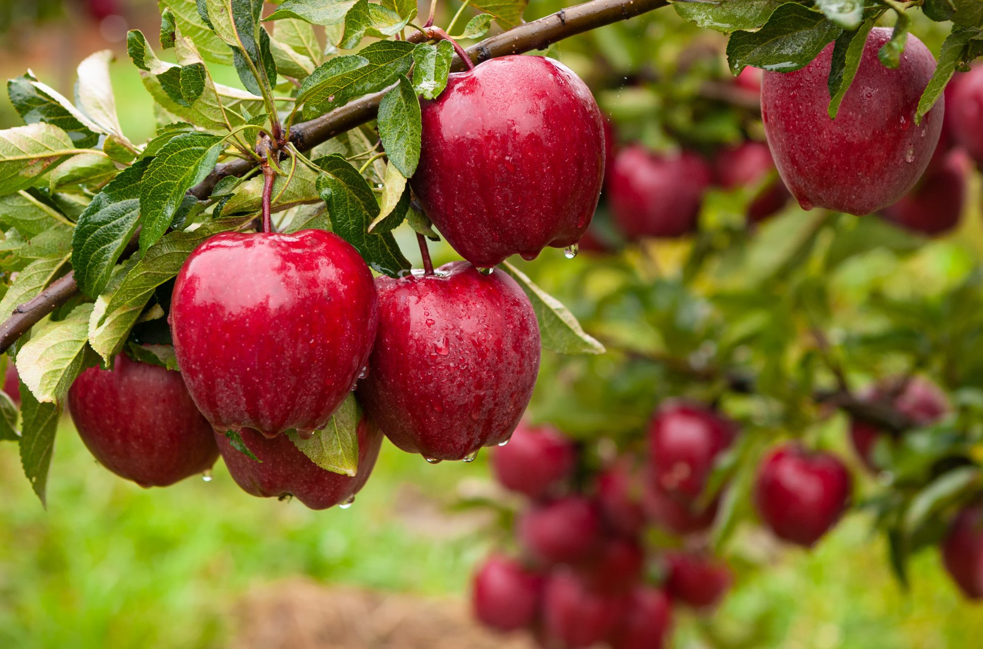 Quả táo khiêm tốn chứa 3.000 chất hóa học có lợi, bao gồm melatonin và một triệu vi khuẩn.  Ảnh: Shutterstock