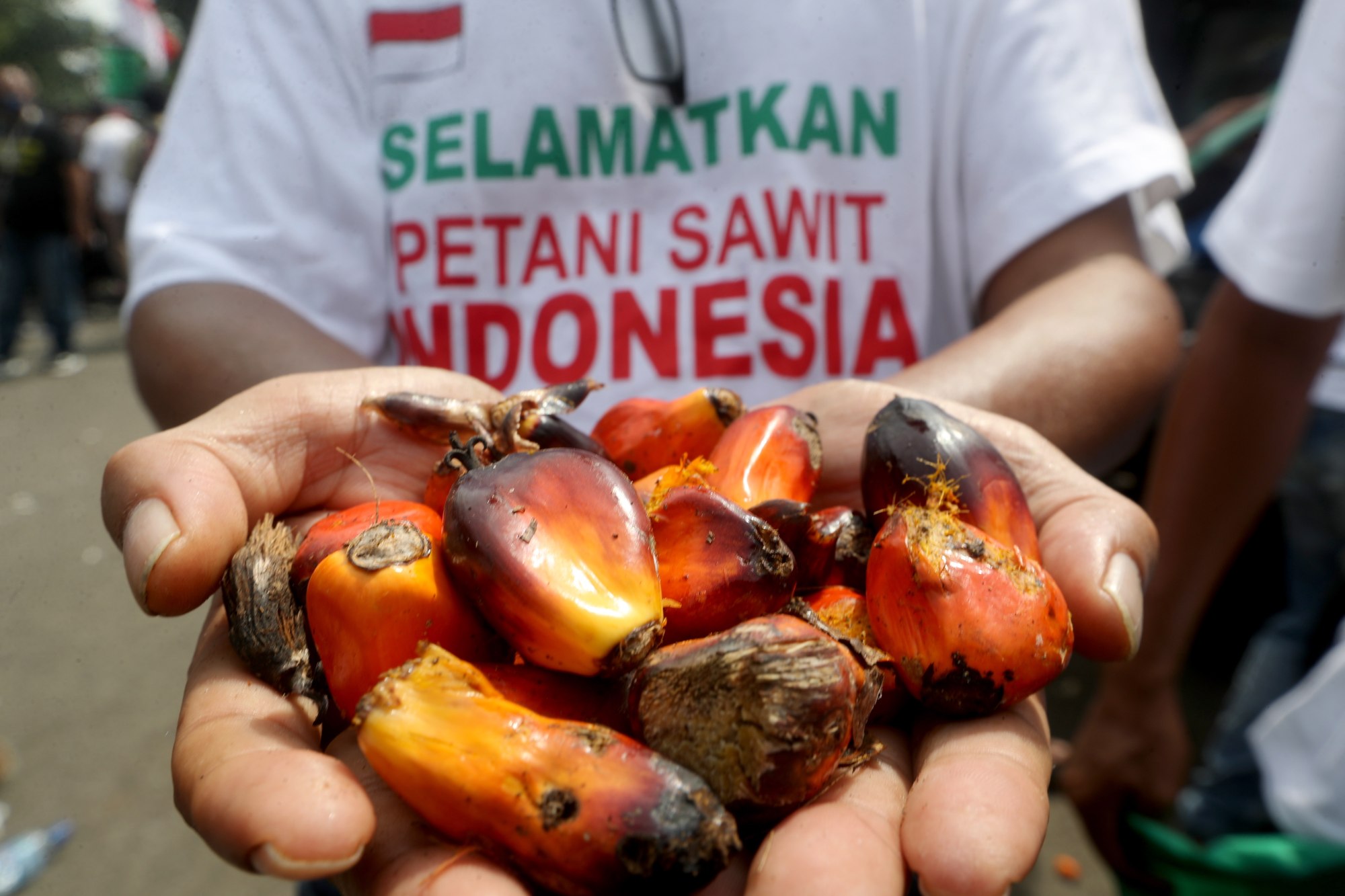 Indonesian farmers protest against palm oil export ban: ‘Malaysian ...