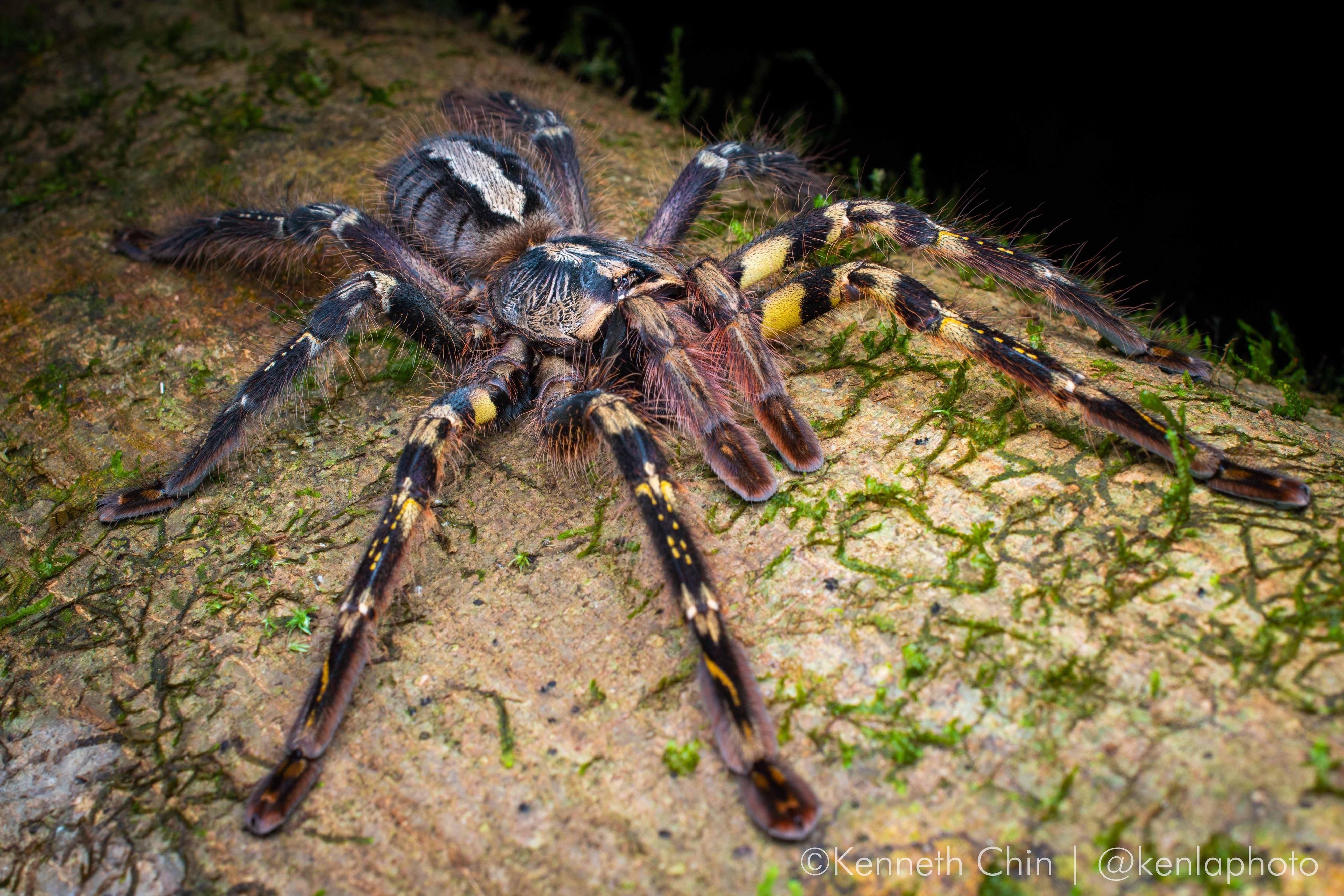 The ornate tiger spider, which is endemic to Sri Lanka, is a popular traded species.  Photo: Kenneth Chin