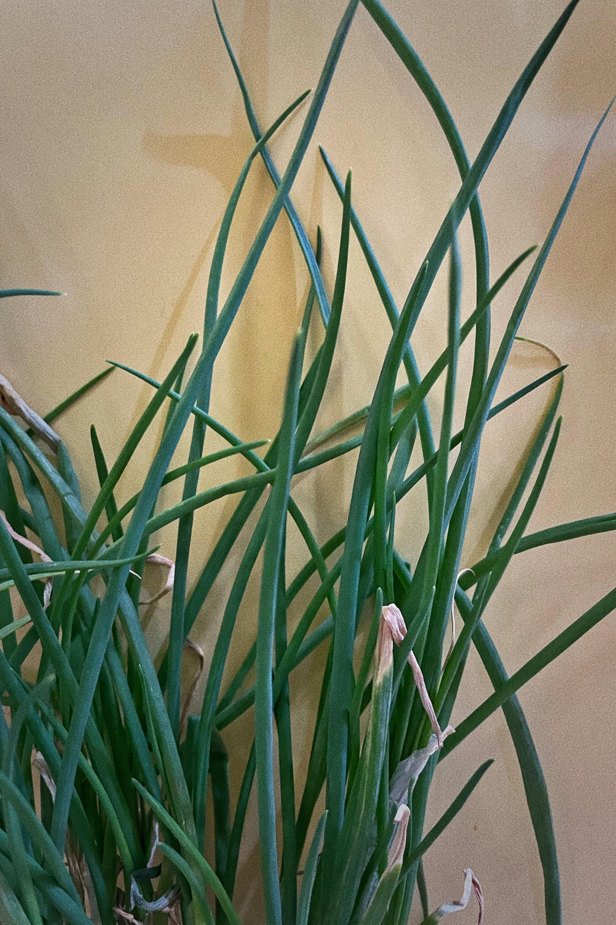 Scallion, a vegetable used in nearly every Chinese dish, has become an object for art creation during the Shanghai lockdown. Photo: SCMP/ Tracy Qu