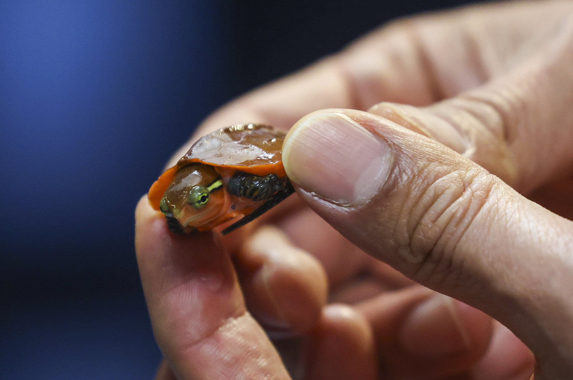 Fauna conservation officer Tony Chan shows a baby big-headed turtle during the press conference on the joint operation. Photo: Edmond So