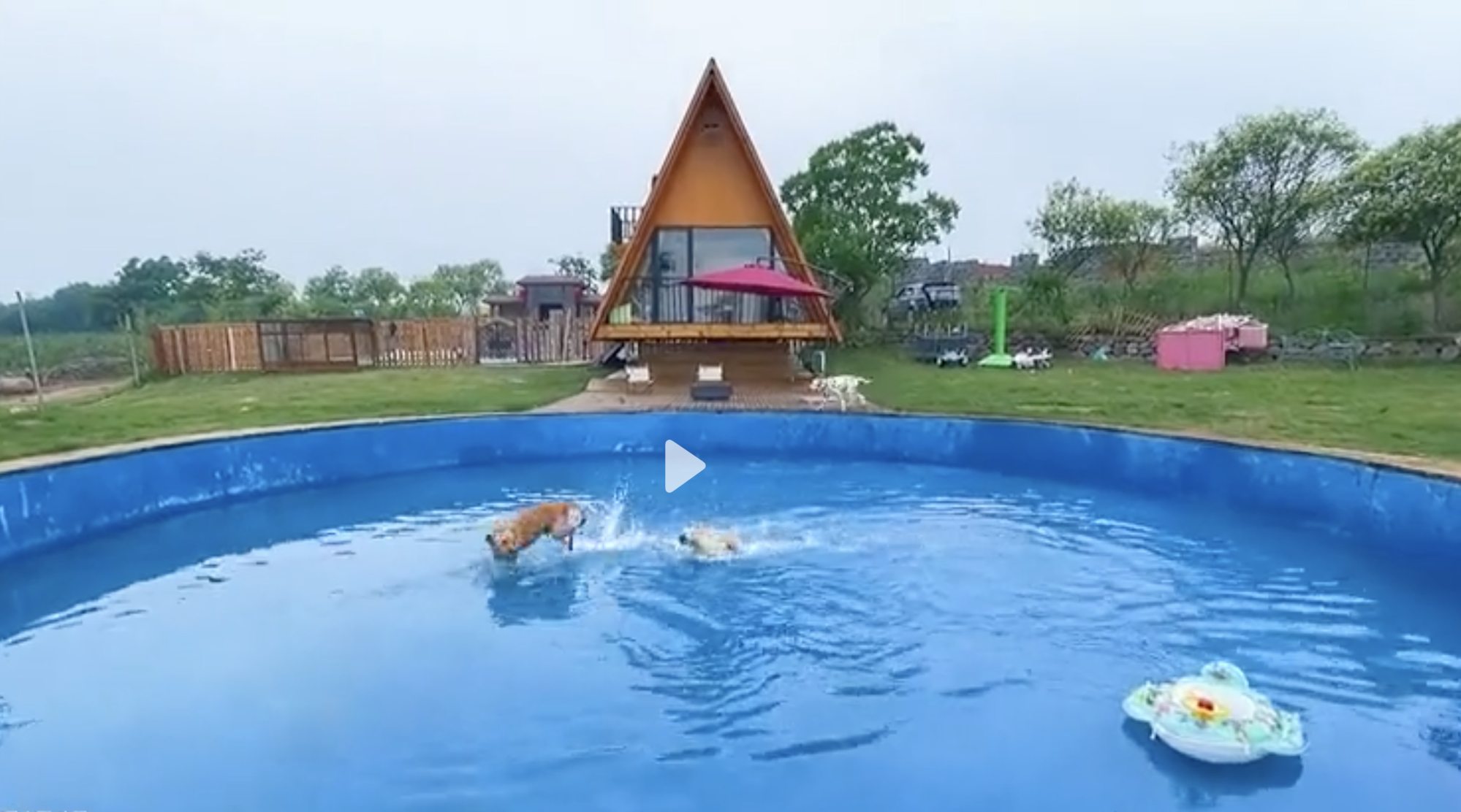 The dogs even get their own swimming pool. Photo: Douyin