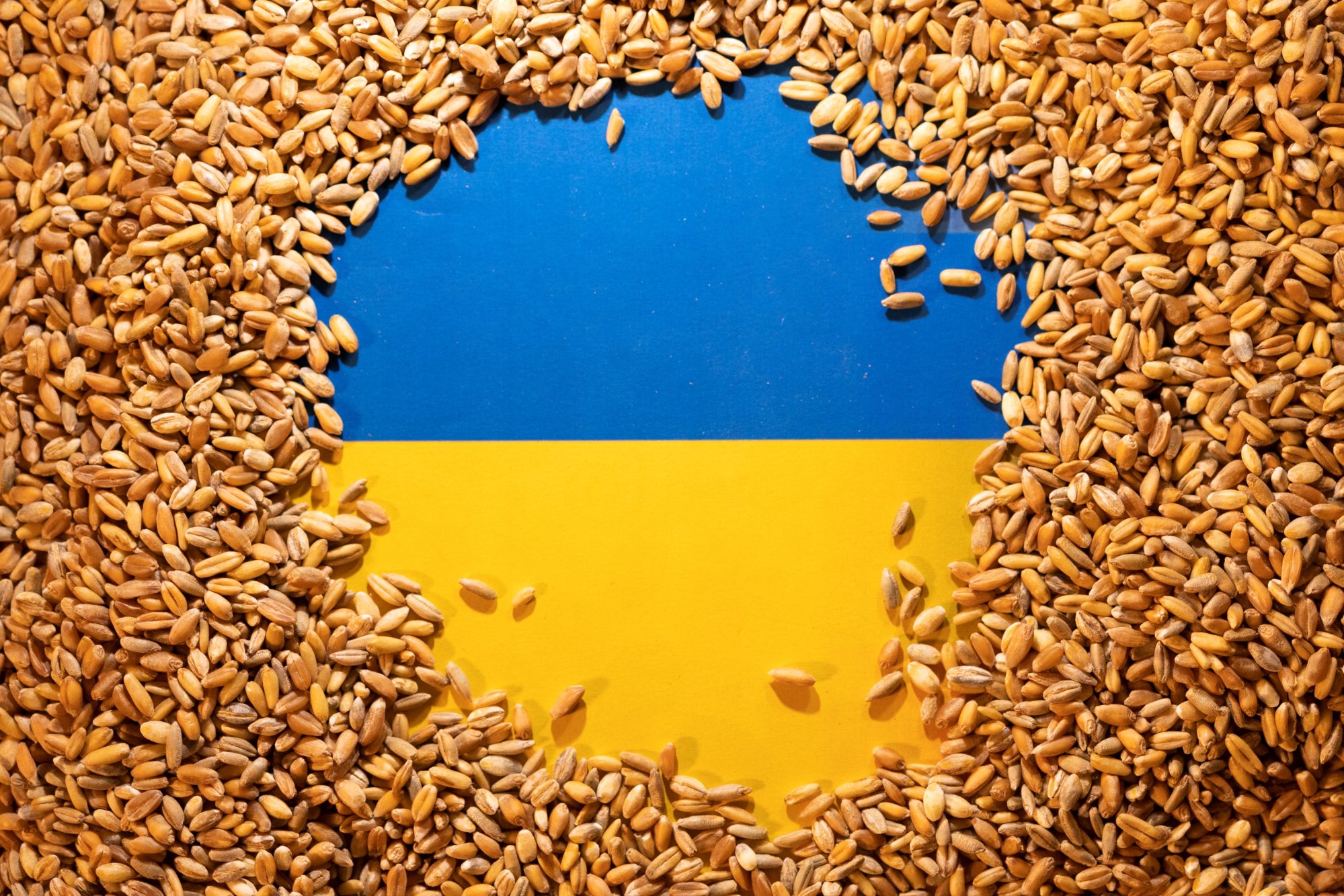 Russia’s war in Ukraine has contributed to the global shortage of wheat. Photo: Reuters
