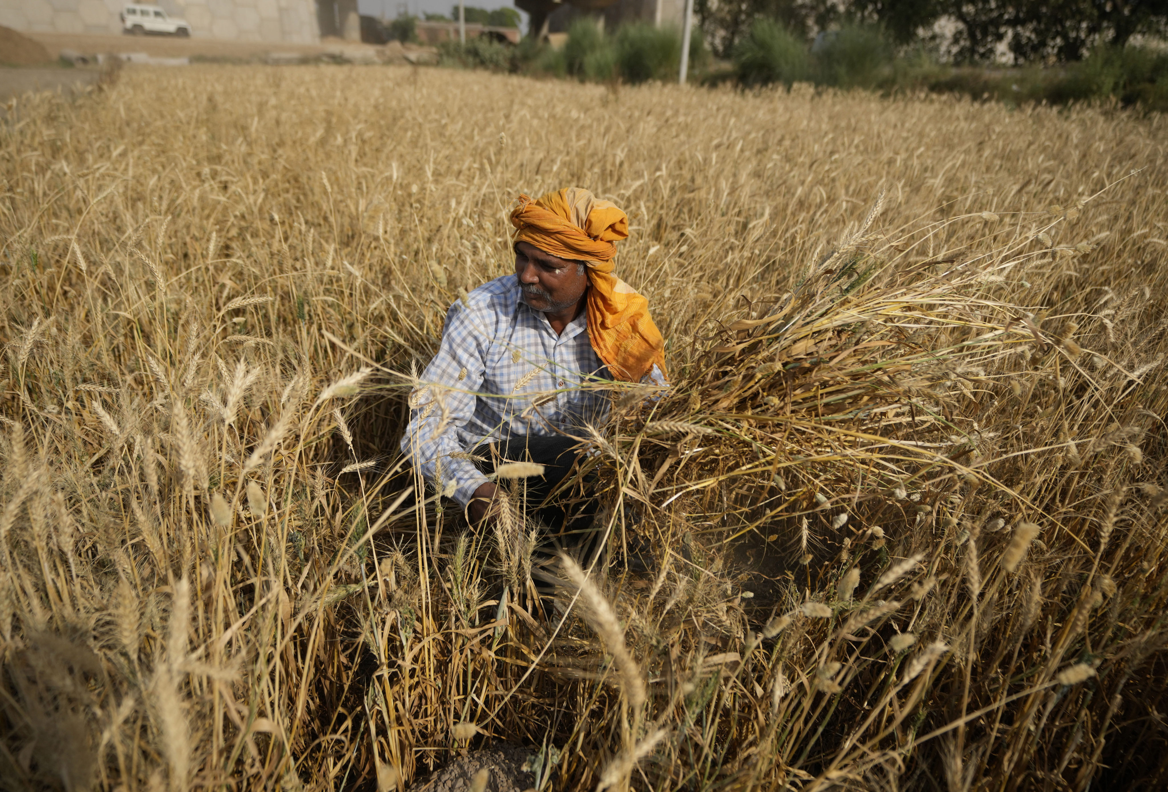 A farmer harvests wheat on the outskirts of Jammu, India. India has recently announced a ban on wheat exports, which is likely to fuel further price increases in the global market. Photo: AP
