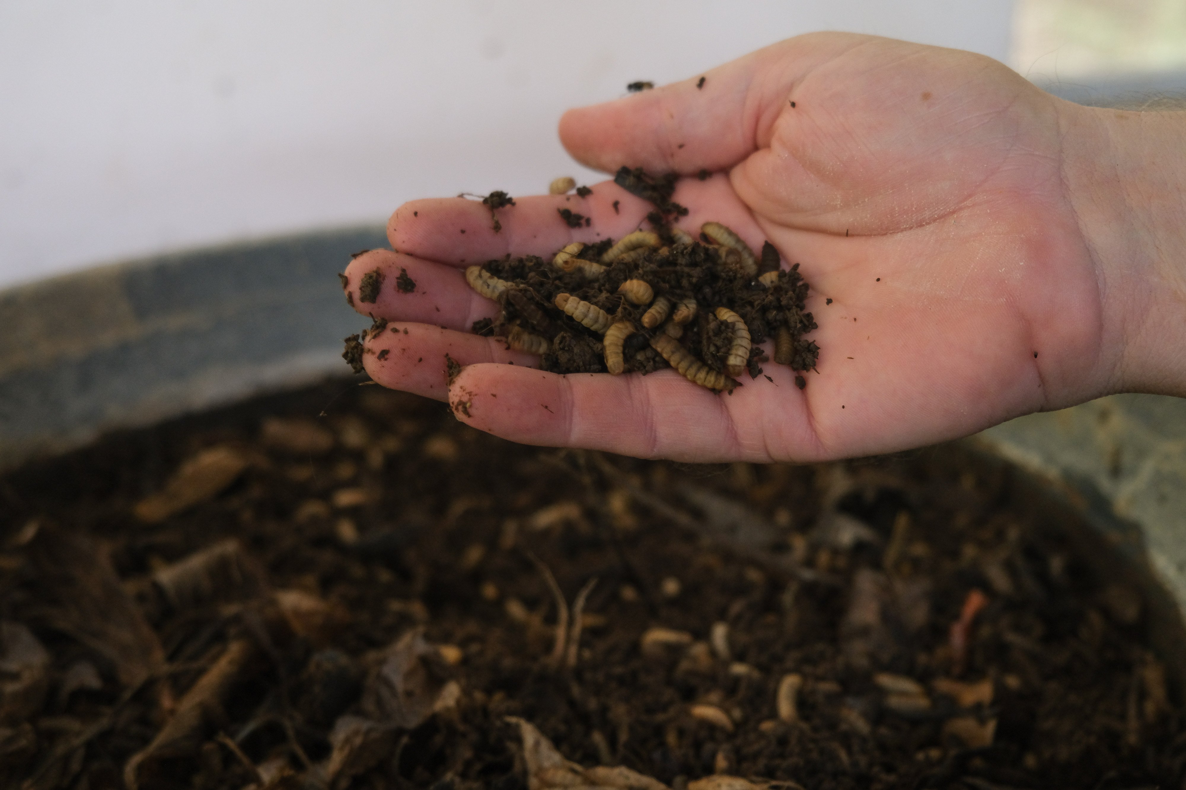The larvae of black soldier flies can be very useful in the problem of food waste going to landfill. Photo: Handout