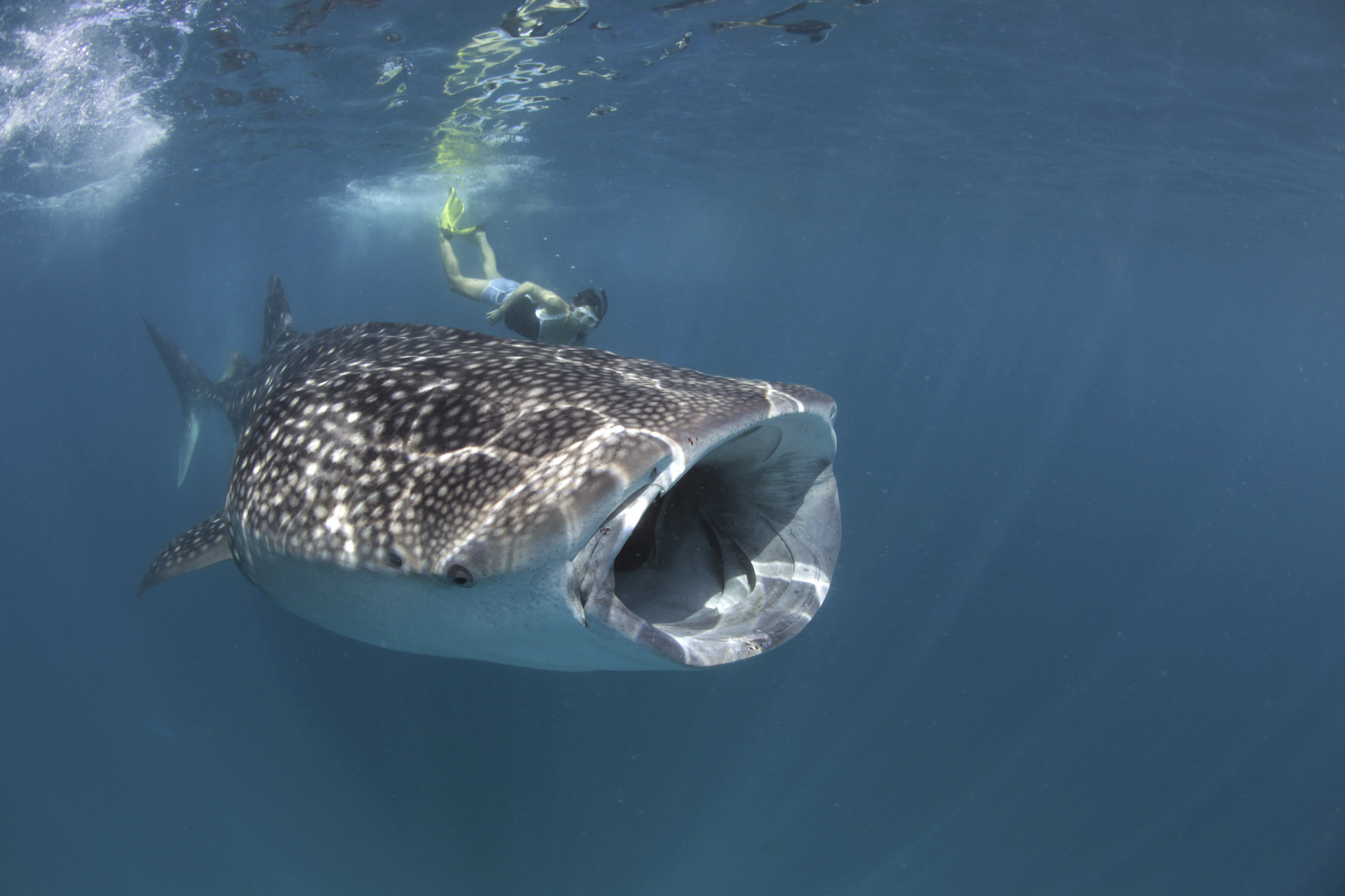 A whale shark in the waters of the Maldives. Photo: Conrad Maldives Rangali Island