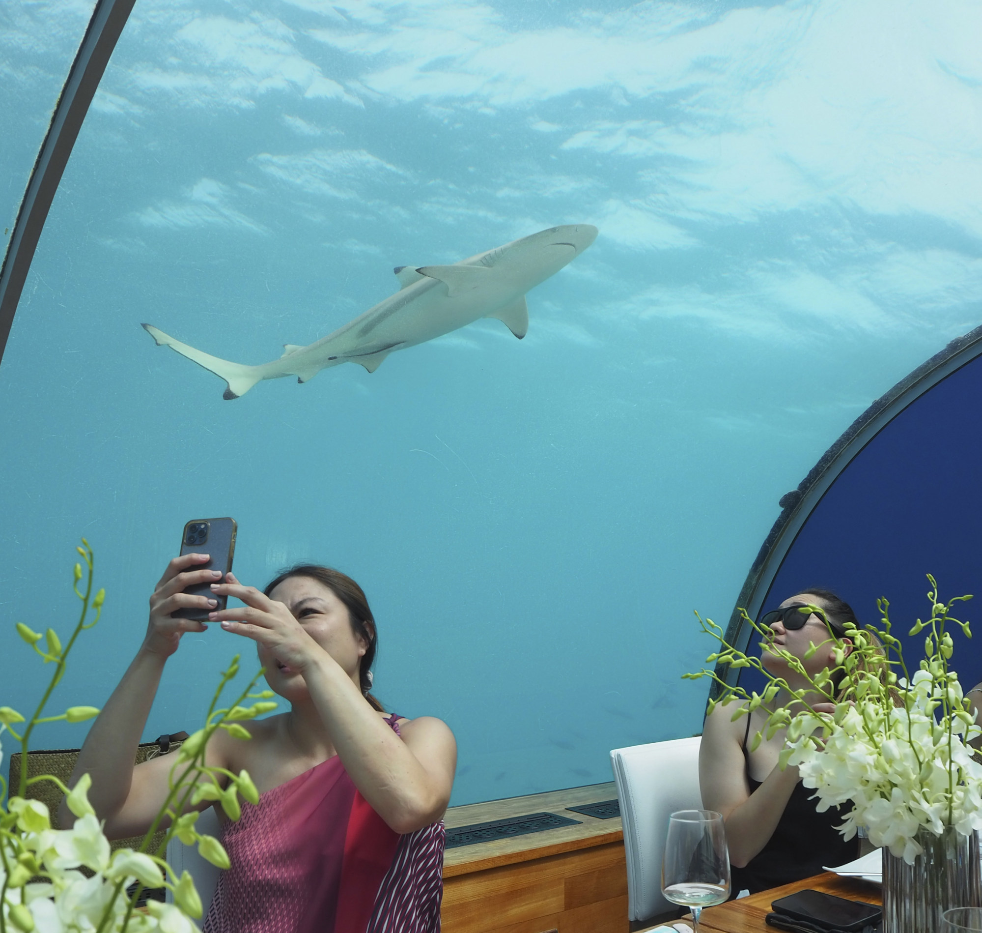 ithaa undersea restaurant sharks