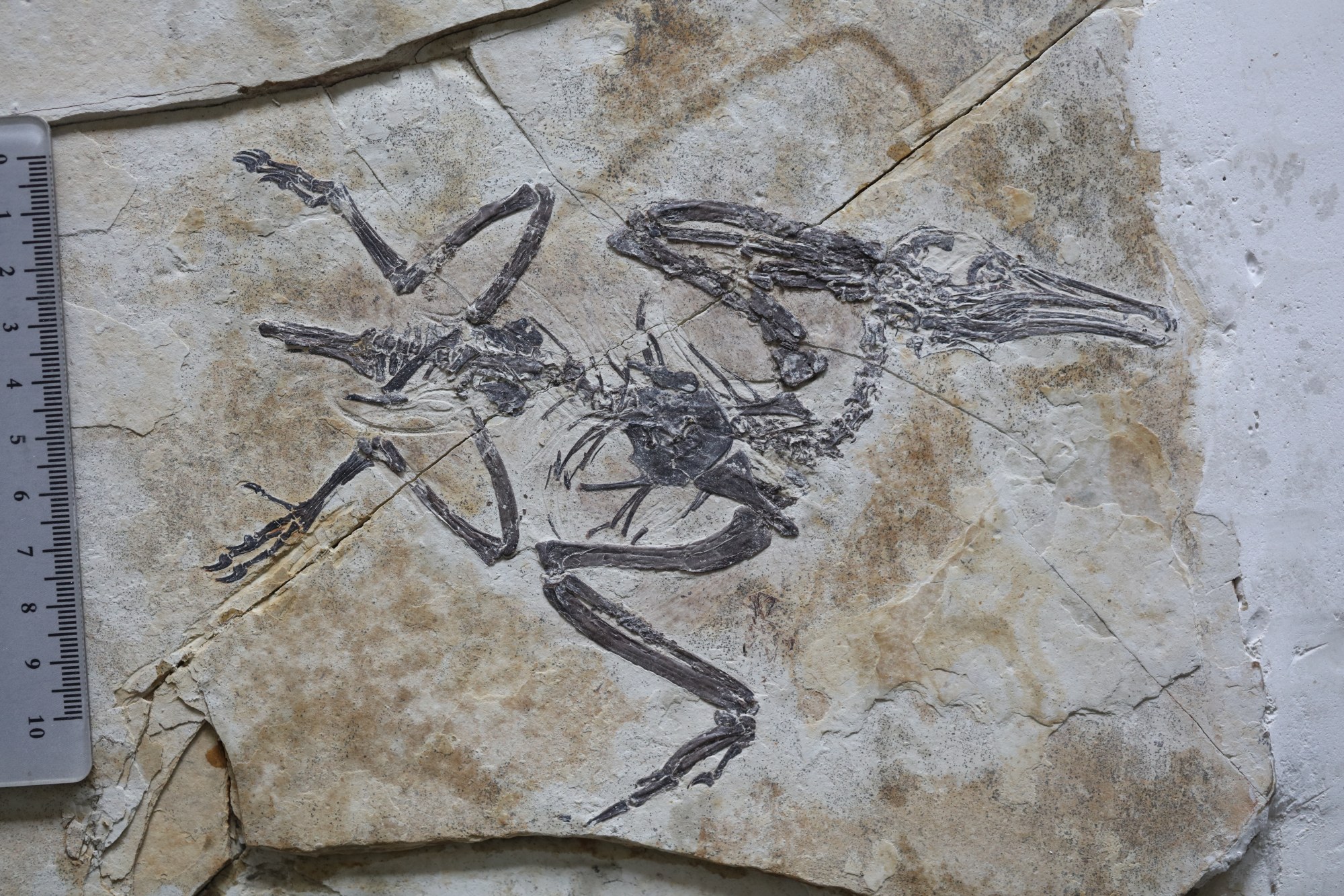 The earliest bird got the worm: new study finds a 120-million-year-old ...