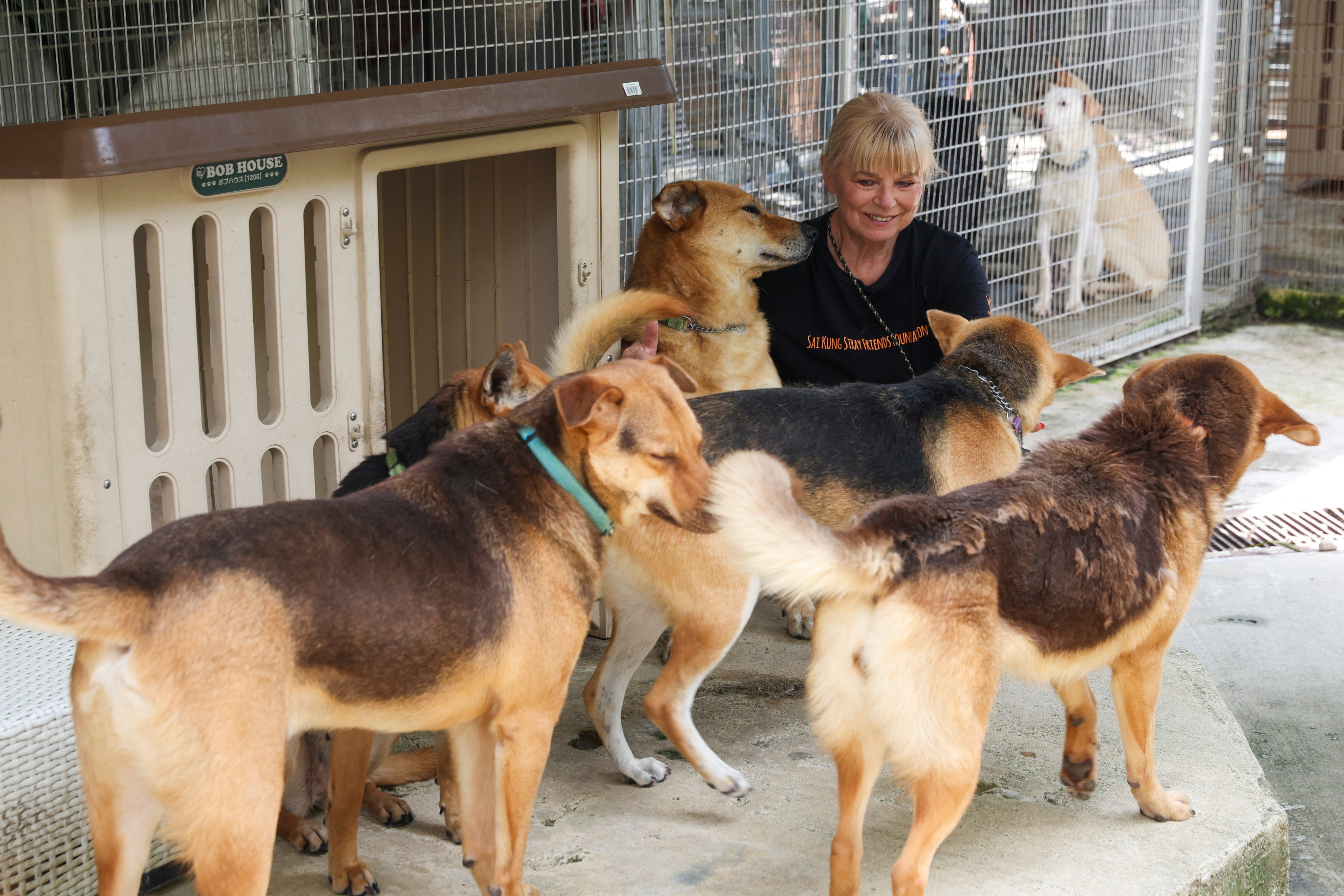 Narelle Pamuk of Sai Kung Stray Friends Foundation, playing with dogs in Sai Kung. The voluntary group rescues abandoned, sick, injured and stray dogs and help dogs find homes. Photo: Edmond So