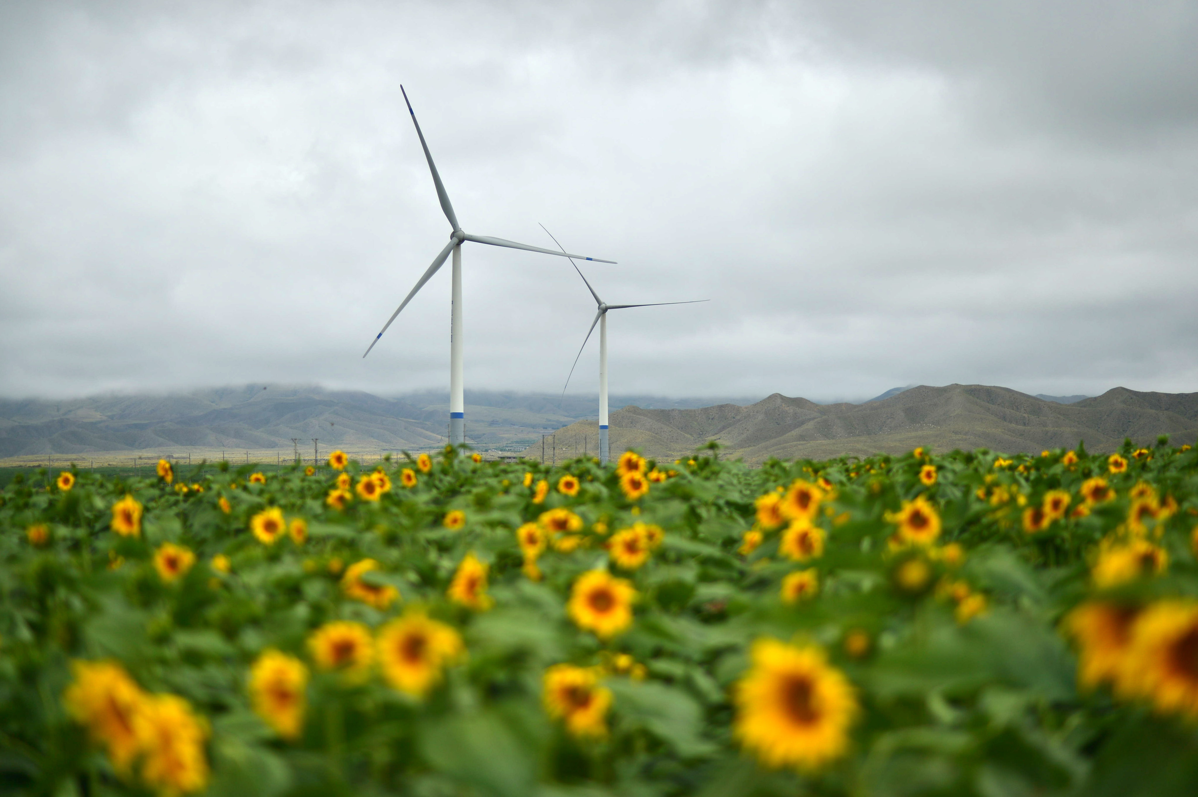 Wind turbines rise above a field of sunflowers in China’s Gansu province. More and more young people want to invest in climate change mitigation. Photo: Xinhua