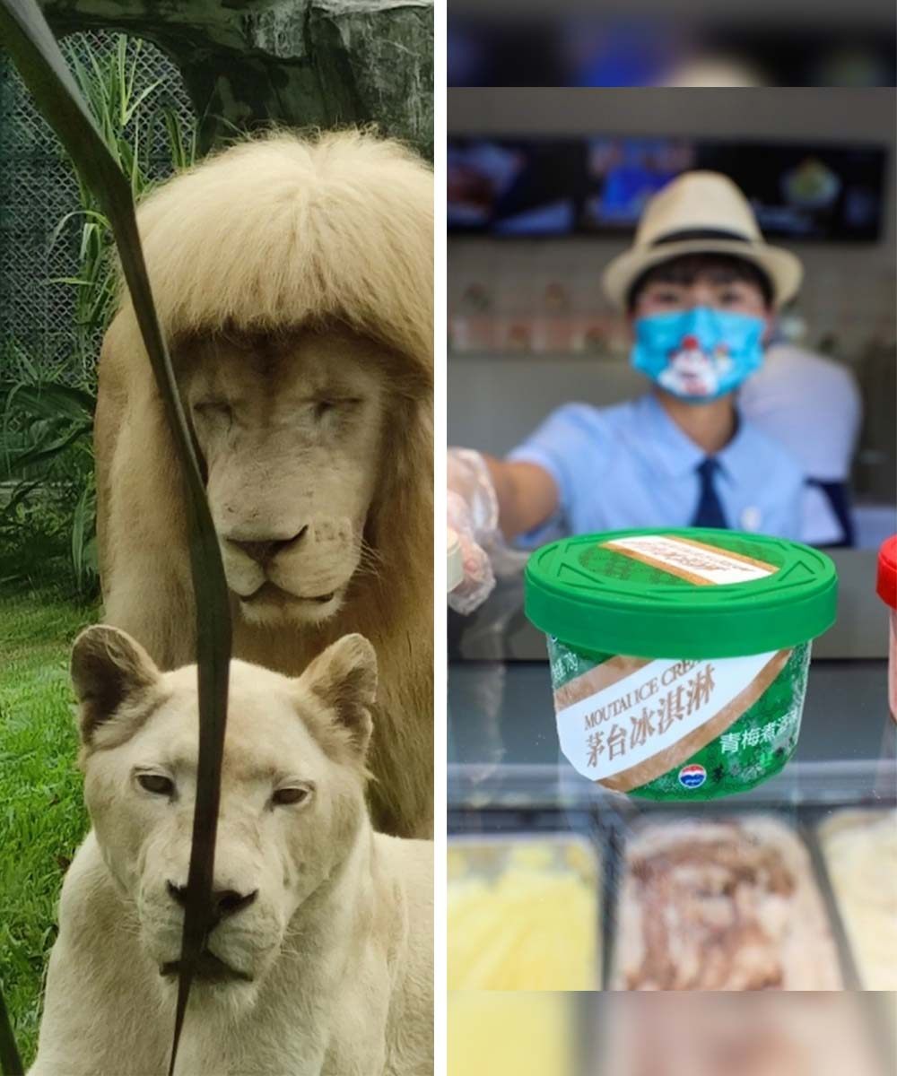 A male lion has delighted the internet for his ‘fringe’ haircut. Photo: SCMP composite 