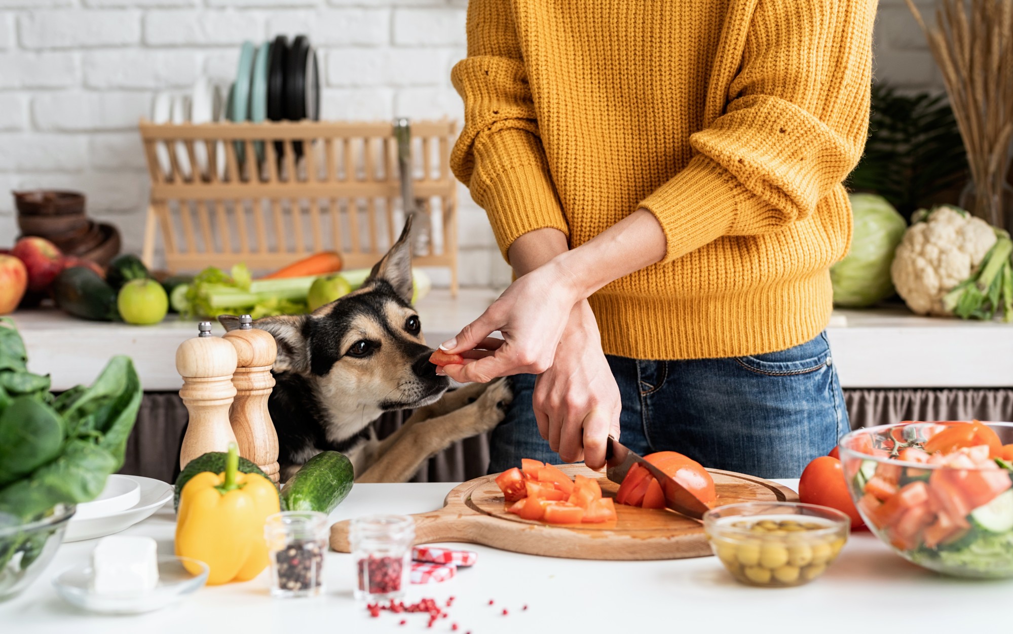 Domestic dogs have evolved to digest starches, but can they thrive on a plant-based diet? Photo: Shutterstock