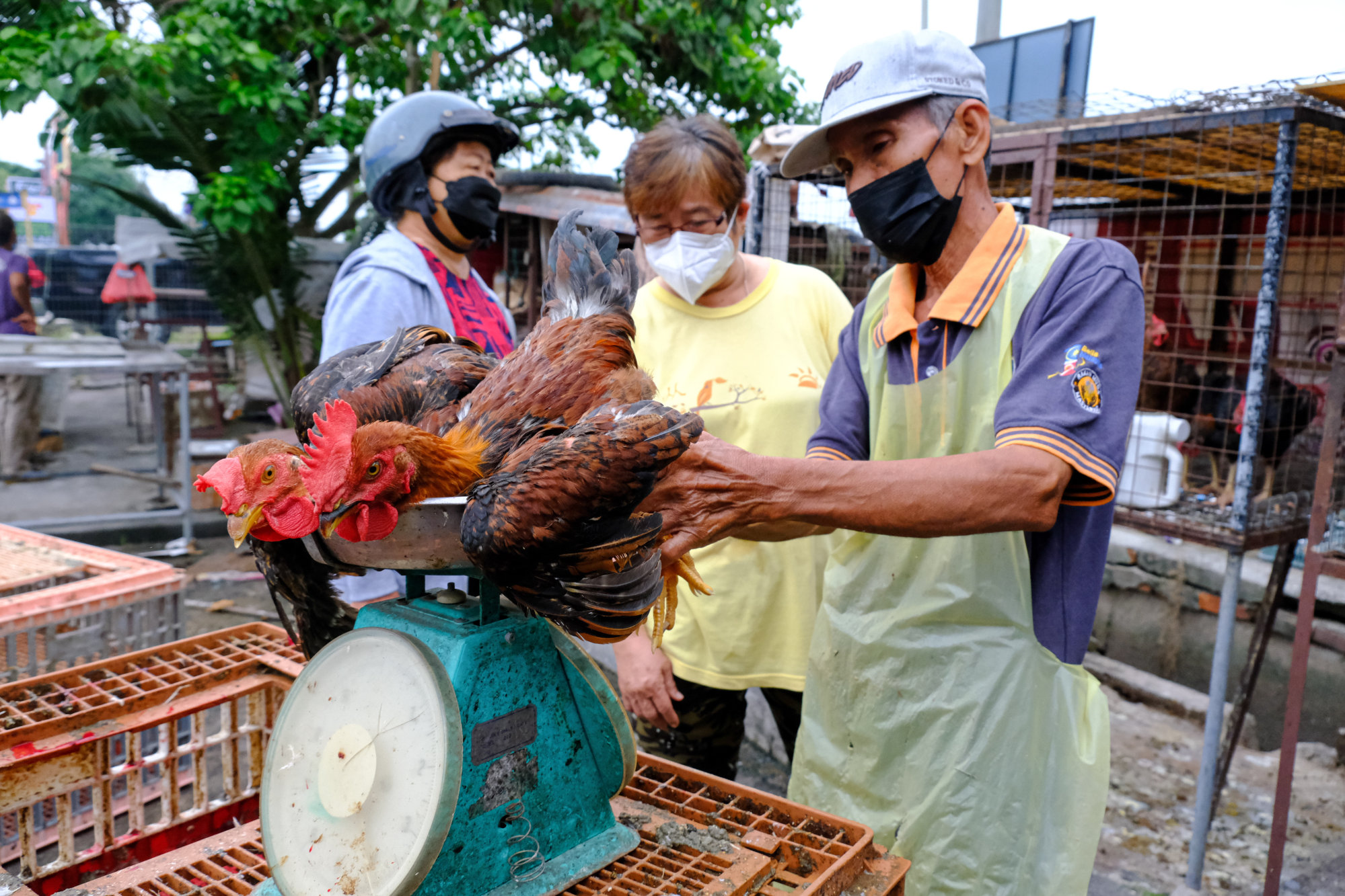 A vendor weighs live chickens at a wet market in Sekinchan, Selangor. Photo: Bloomberg