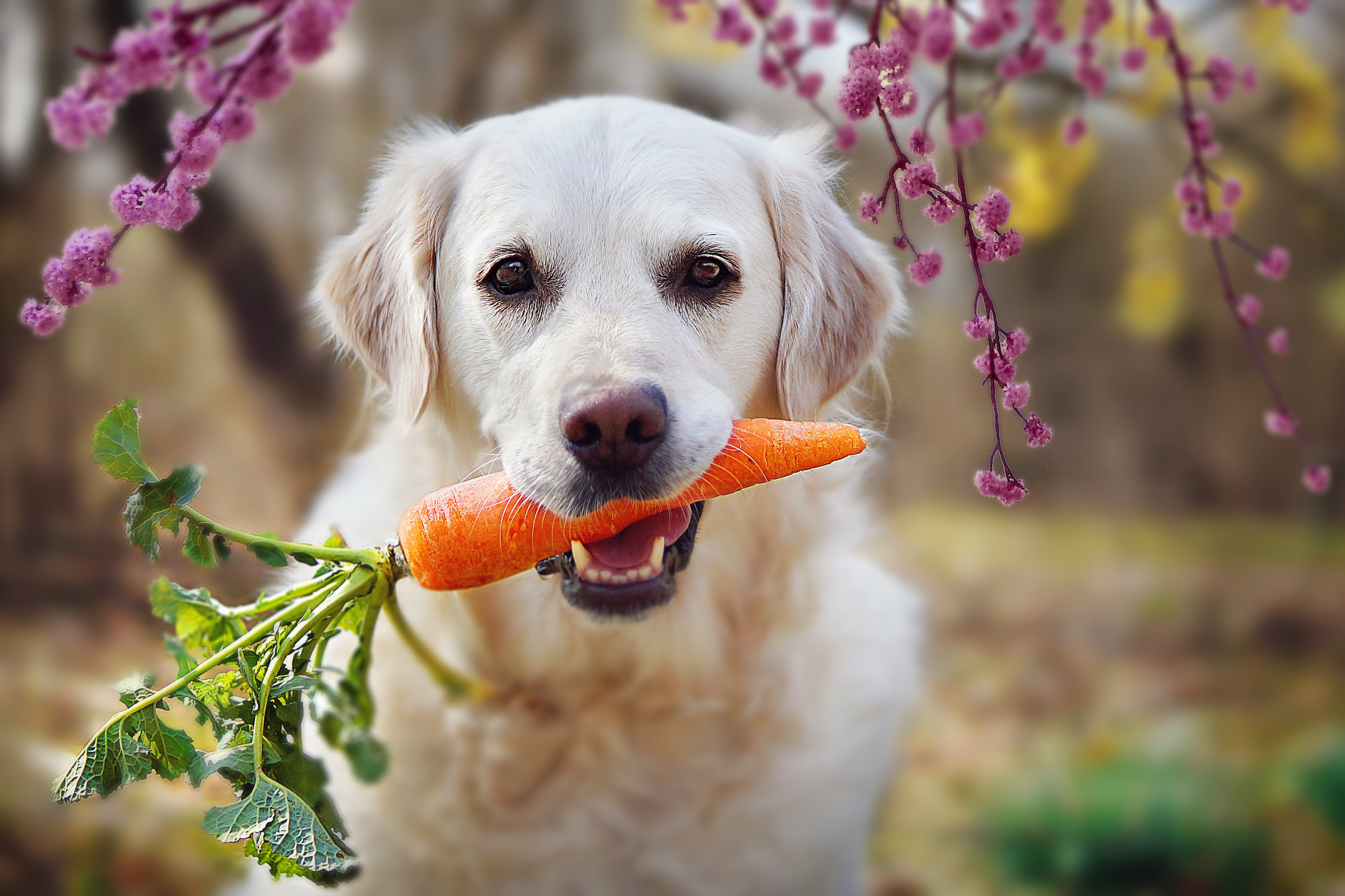 can dogs eat plant based meat