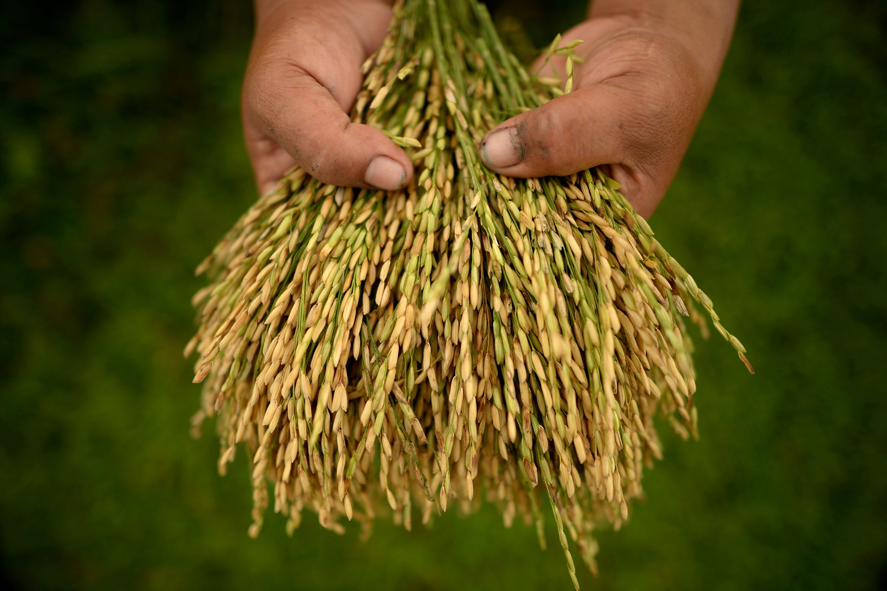 Farming and industry output account for less than 40 per cent of gross domestic product in The Philippines. Photo: AFP