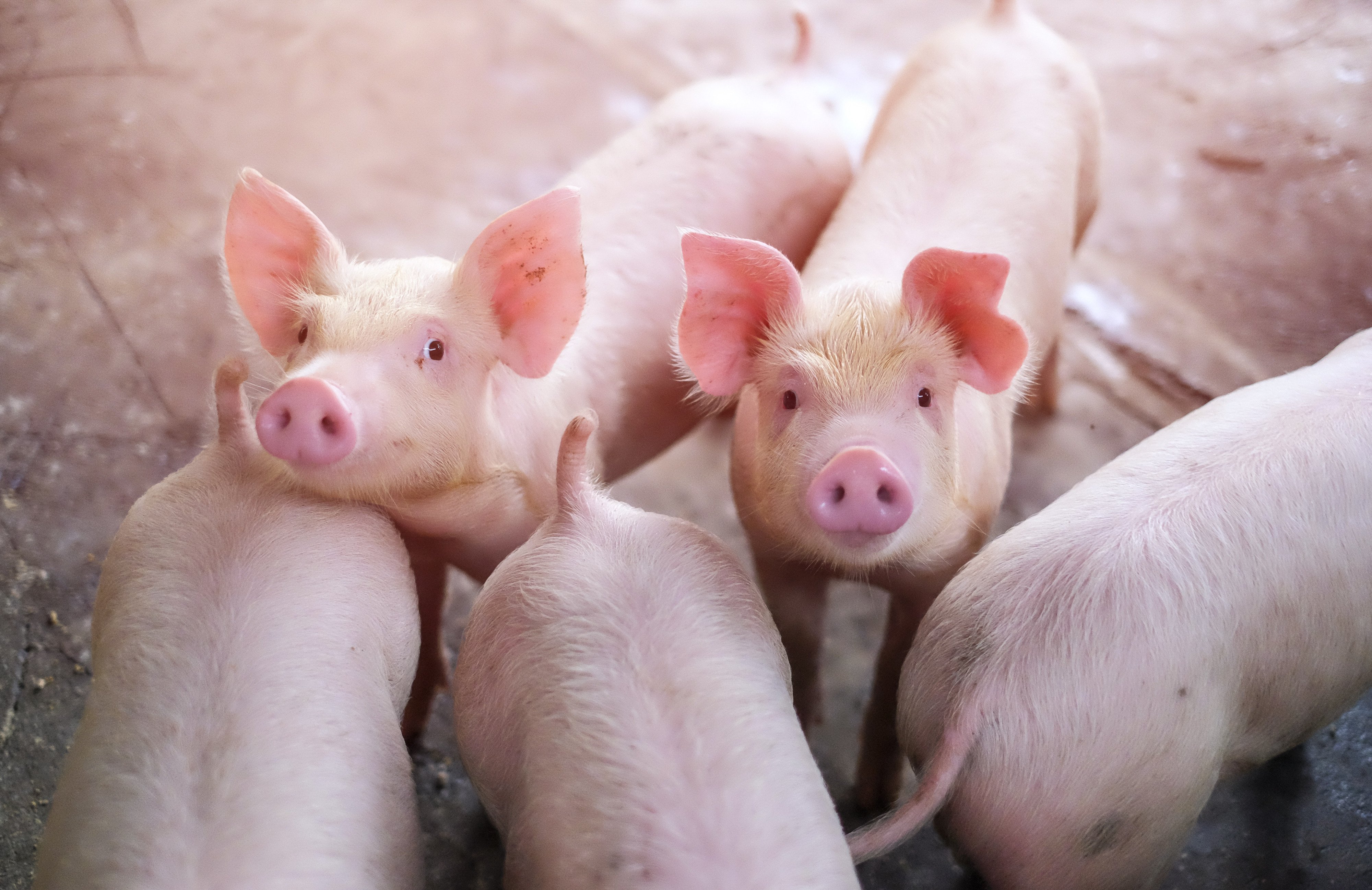 Chinese scientists produce world's first pigs cloned entirely by robot | South China Morning Post Chinese scientists produce world's first pigs cloned entirely by robot | South China Morning Post