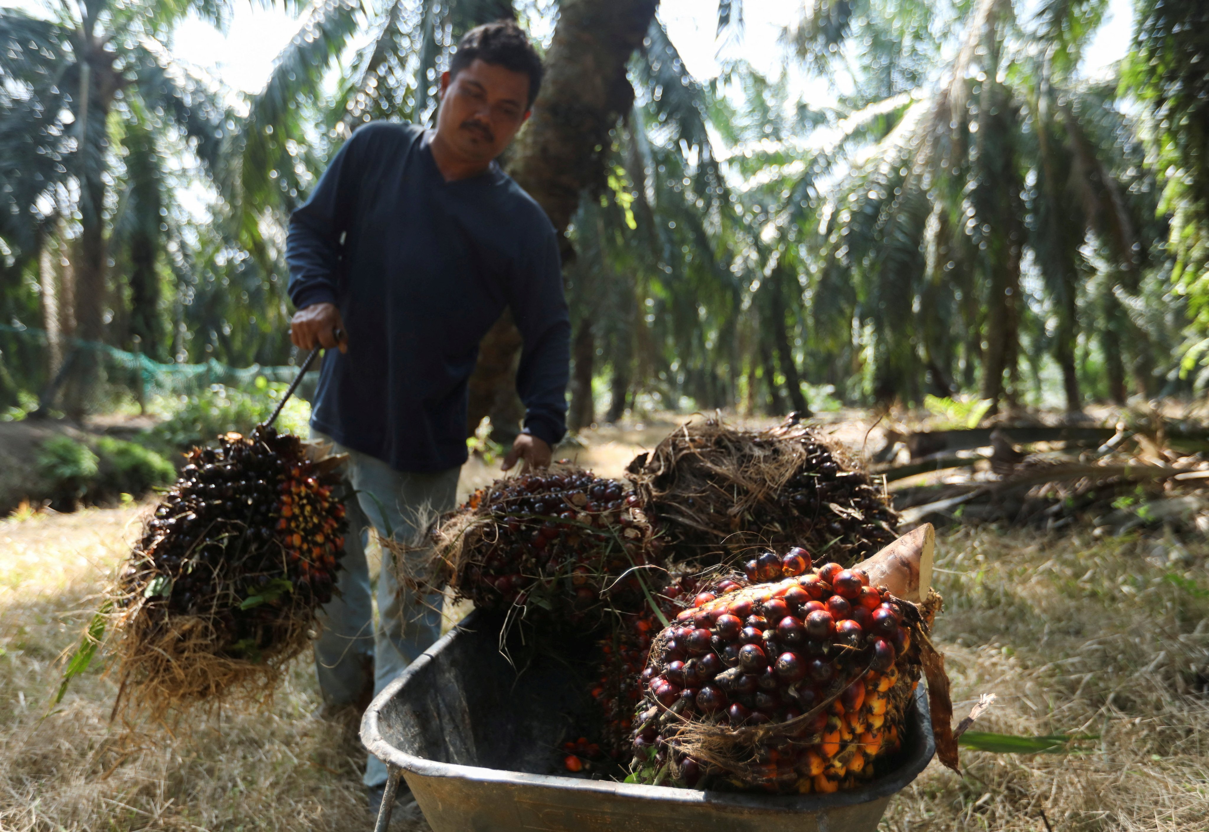 A worker loads bunches of fresh palm fruit into a wheelbarrow in Malaysia. Photo: Reuters