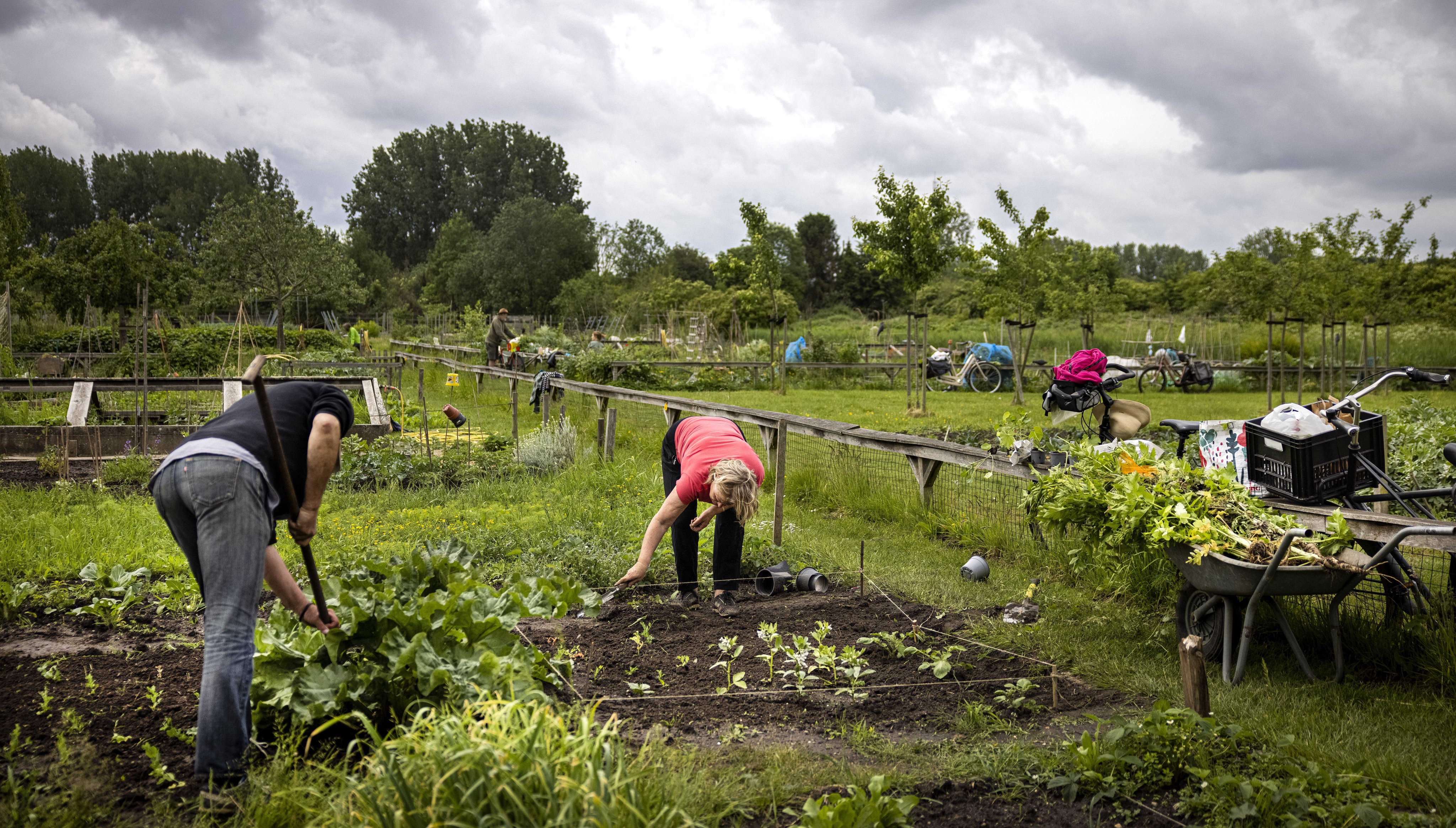People grow their own vegetables on a plot of land at the Koningshof urban agriculture initiative, in Utrecht, the Netherlands. There is a growing movement against the current food industry with more local products appearing in restaurants and shops. Photo: EPA-EFE