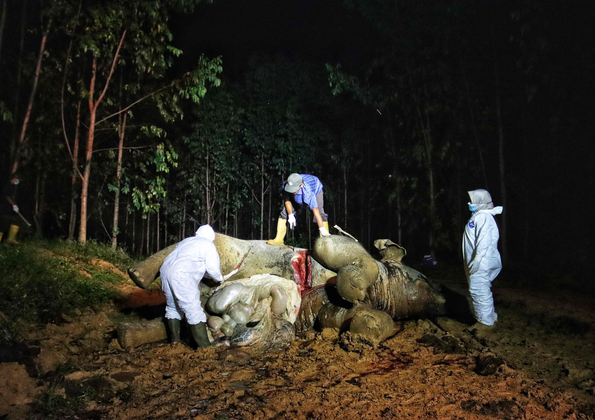 Veterinary surgeons examine the carcass of a dead Sumatran elephant in Riau province. Photo: AFP/Riau Conservation of Natural Resources