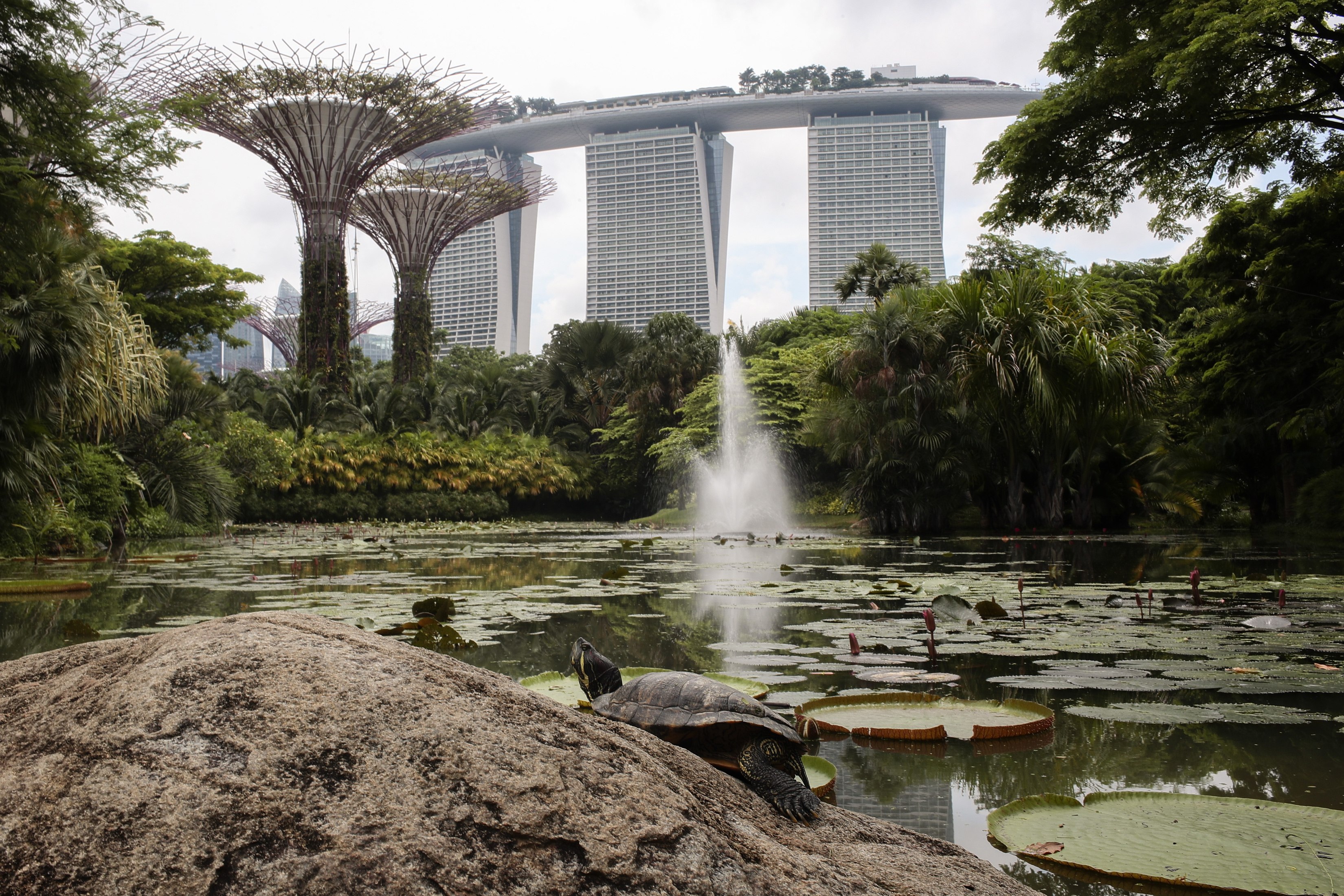 A terrapin perches on a rock in front of the gardens surrounding the Marina Bay Sands hotel in Singapore, on May 18, 2019. Photo: EPA-EFE