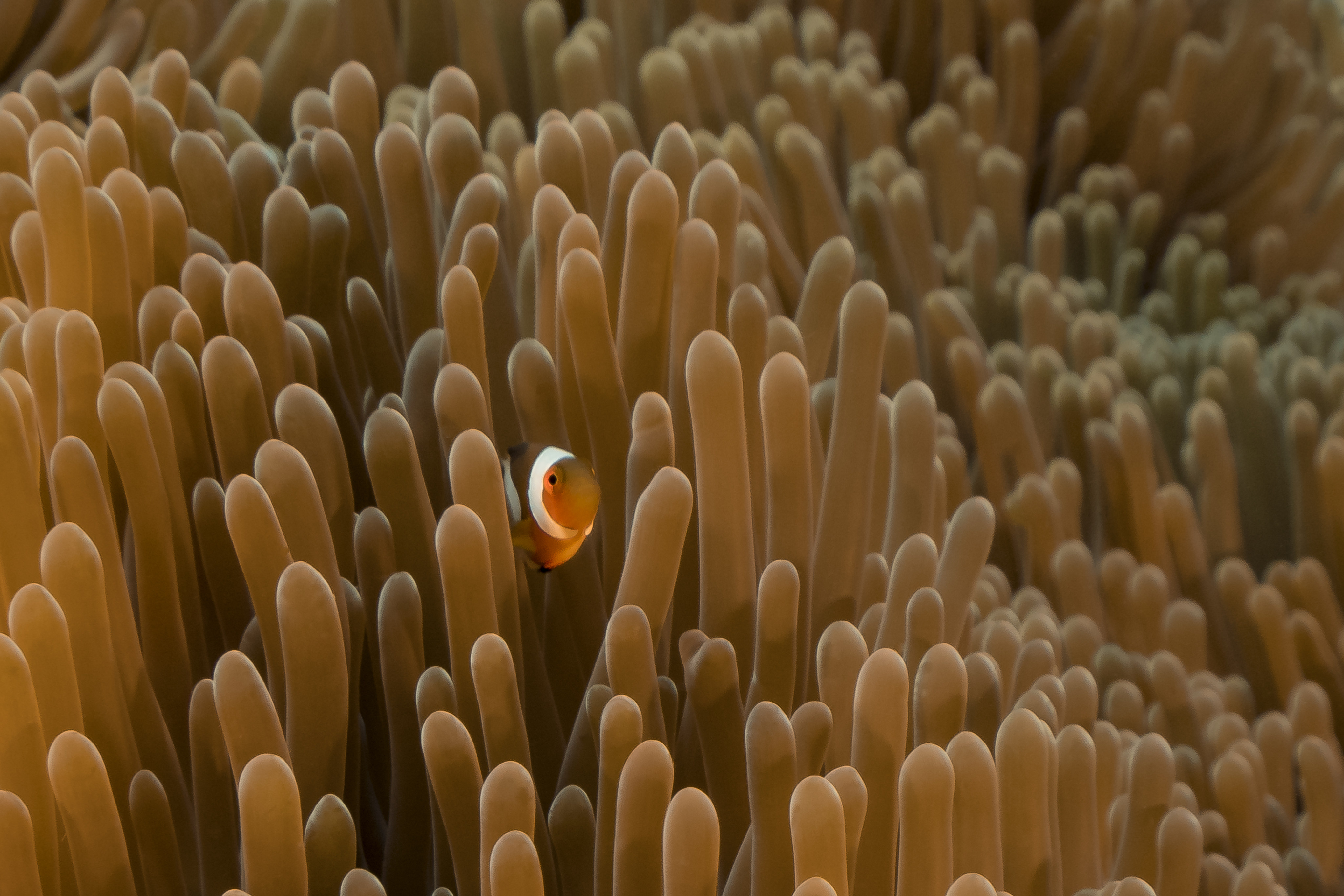 A clown anemonefish hides in the Tubbataha Reef in the Sulu Sea, off the coast of the Philippines. Photo: Getty Images