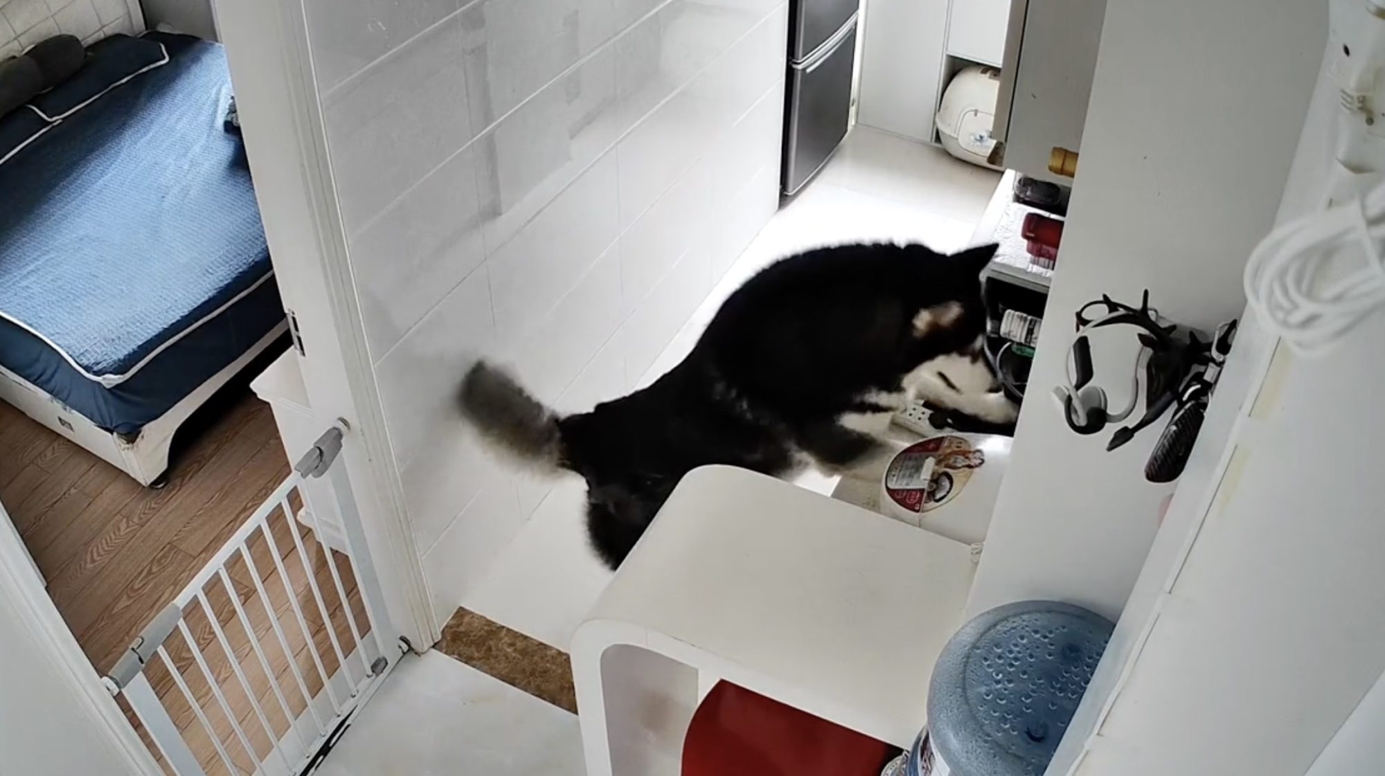 Although the video of the dog’s feat is only a minute long, his owner said it took a lot of training before Lucky mastered how to turn the cooker on. Photo: Douyin